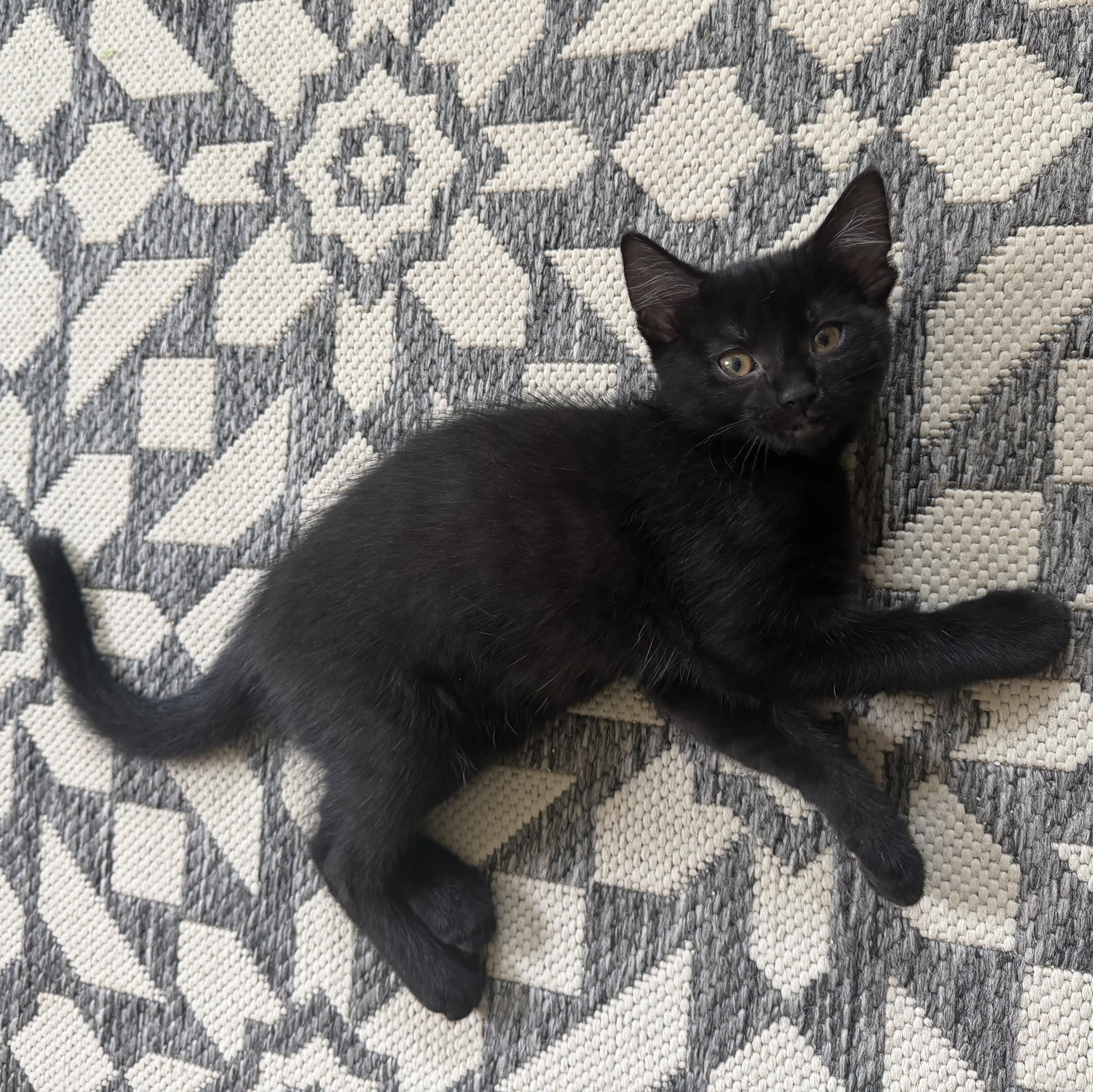 Basil, Adoptable, Kitten Female Domestic Short Hair.