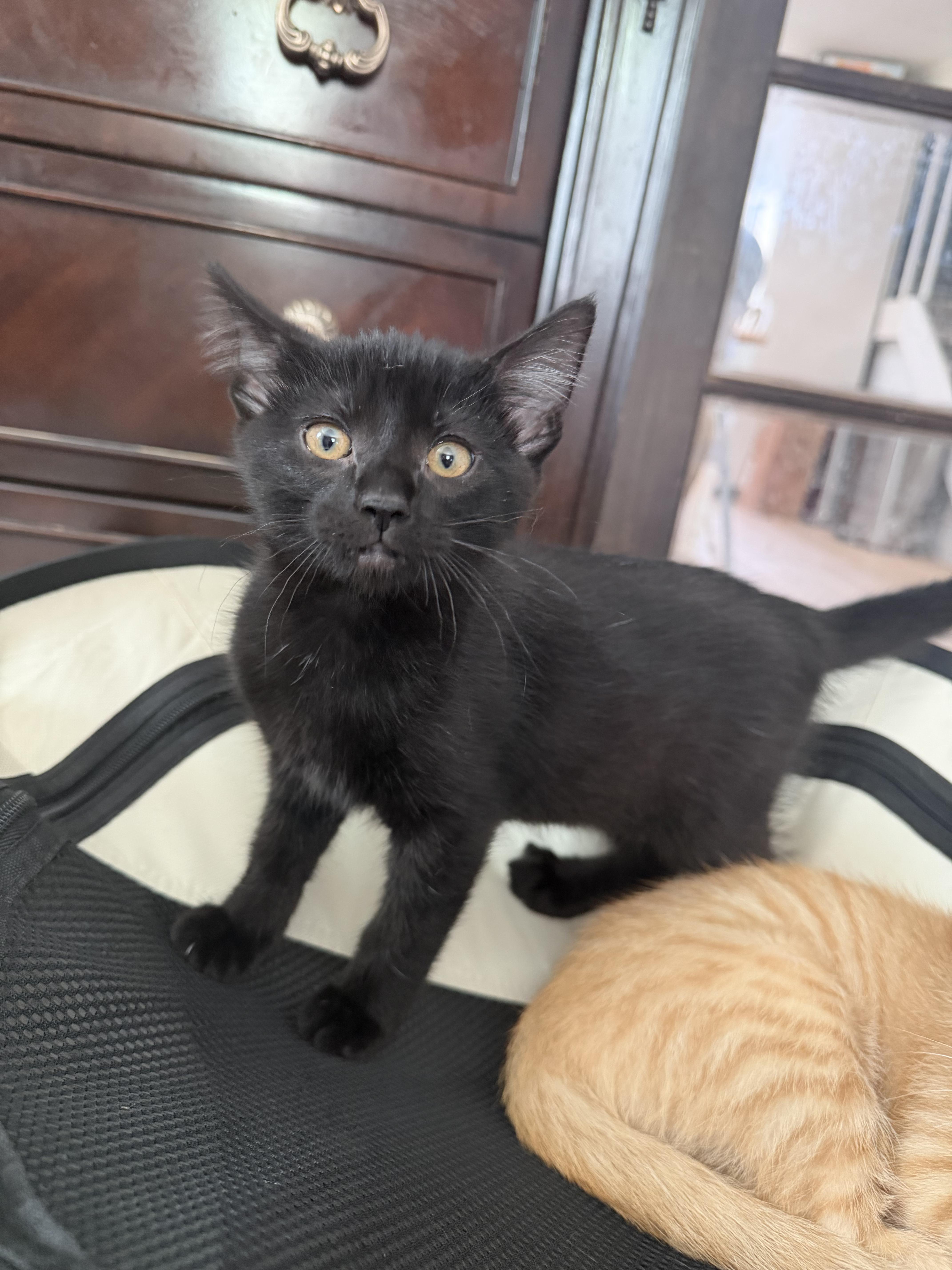 Basil, a Adoptable Domestic Short Hair in Farmington, MN image 2/2