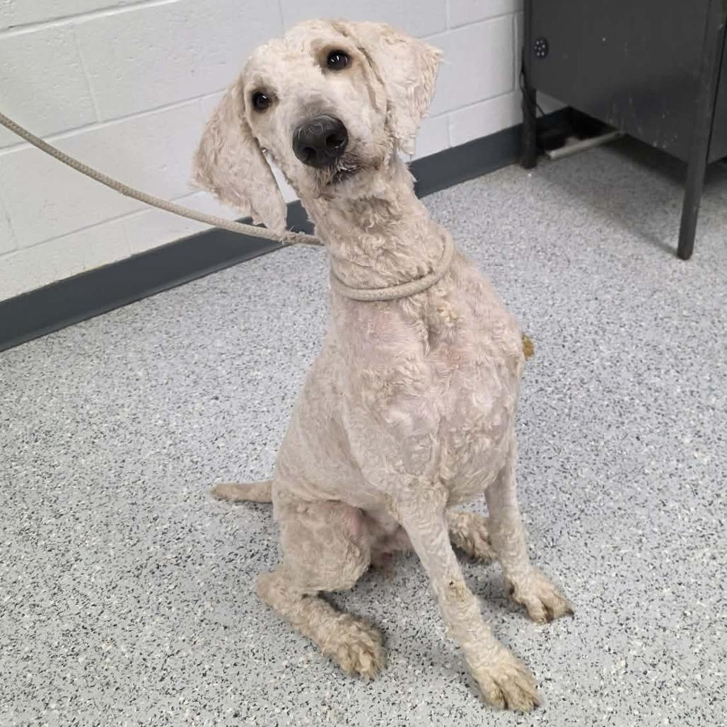 Leprechaun, Adoptable, Adult Male Mixed Breed.