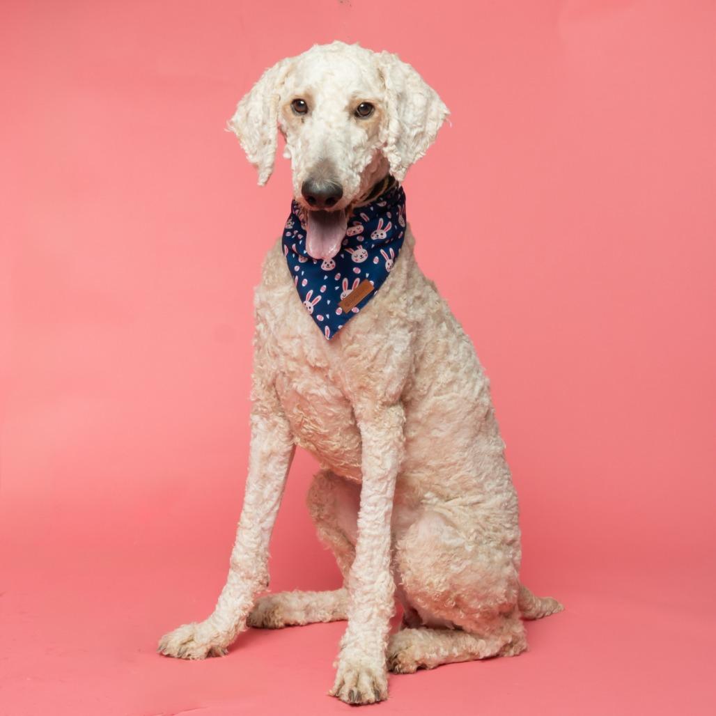 Enlarge Leprechaun, a Adoptable mixed breed in Hailey, ID image 2/6