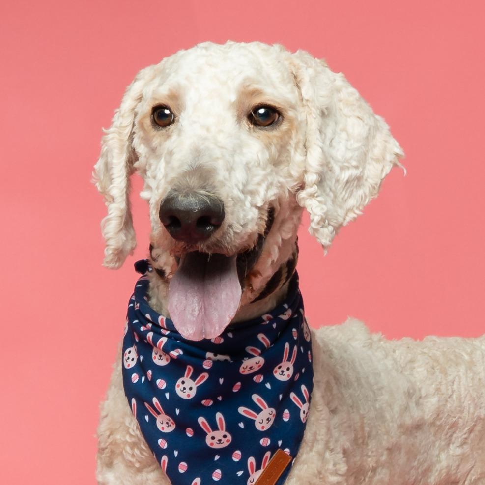 Enlarge Leprechaun, a Adoptable mixed breed in Hailey, ID image 3/6