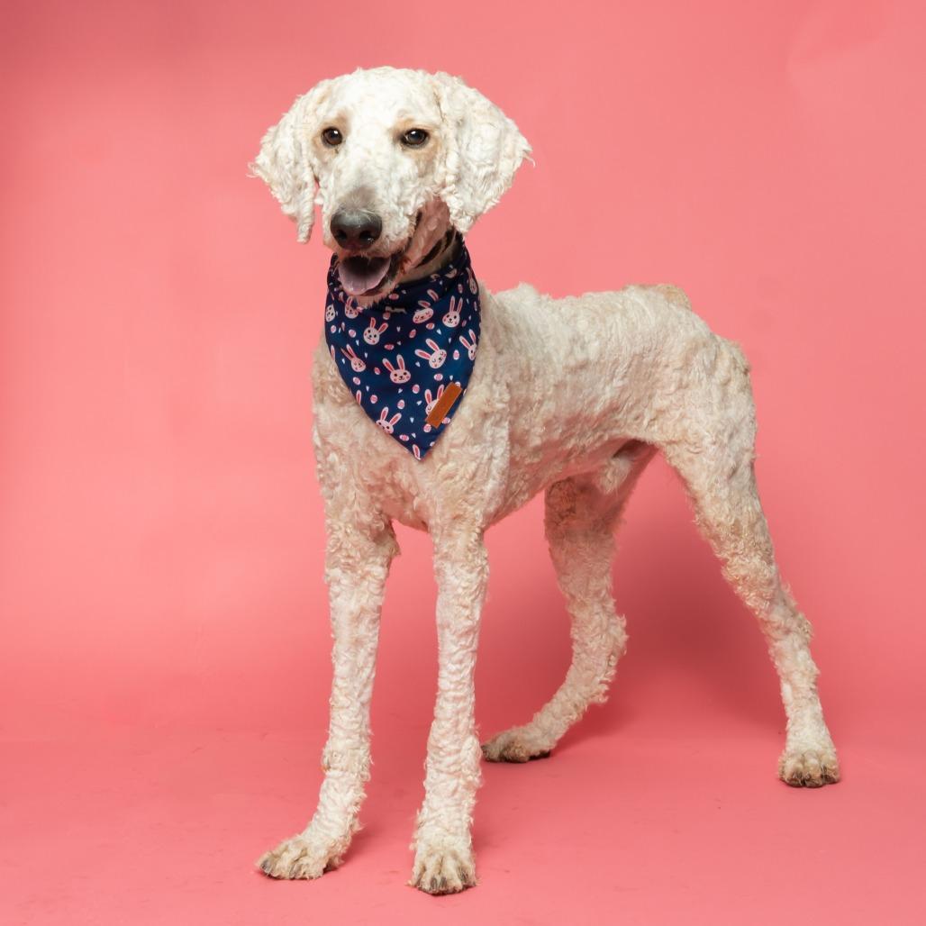 Enlarge Leprechaun, a Adoptable mixed breed in Hailey, ID image 4/6