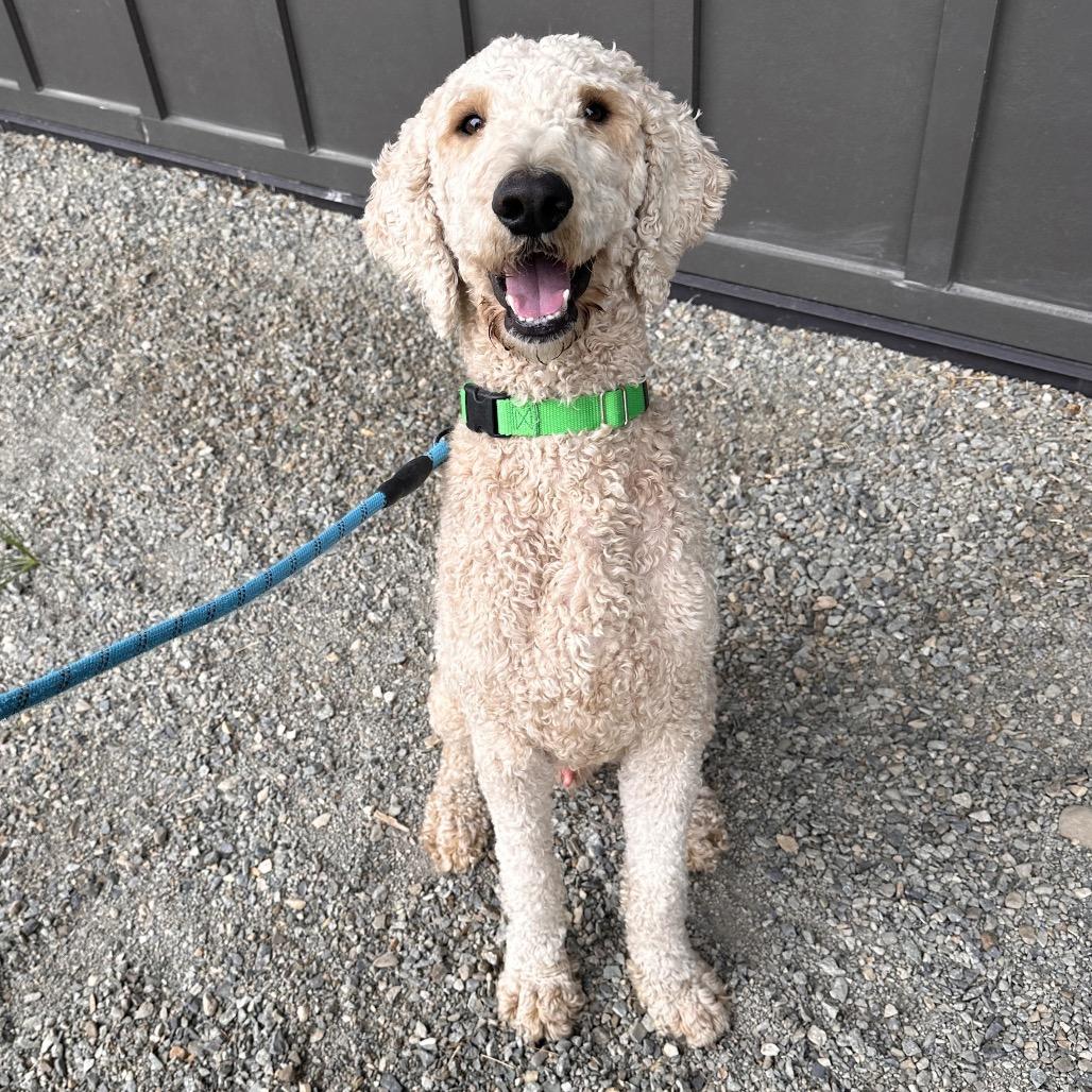 Enlarge Leprechaun, a Adoptable mixed breed in Hailey, ID image 5/6