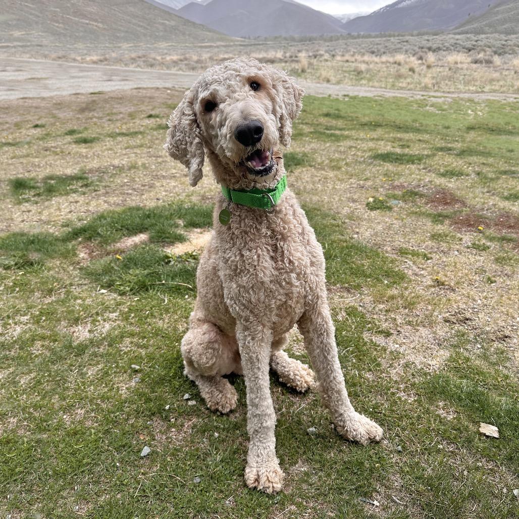 Enlarge Leprechaun, a Adoptable mixed breed in Hailey, ID image 6/6