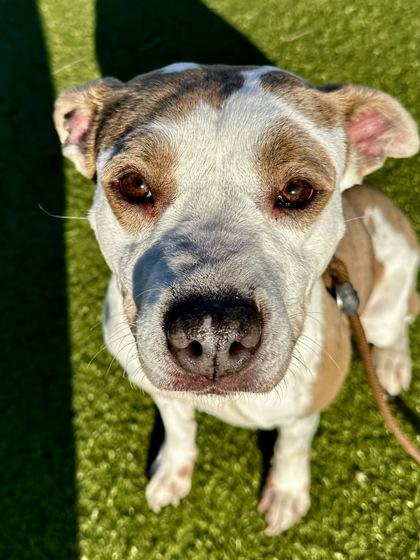 Enlarge Honey, a Adoptable mixed breed in Wichita, KS image 1/3