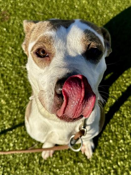 Enlarge Honey, a Adoptable mixed breed in Wichita, KS image 2/3