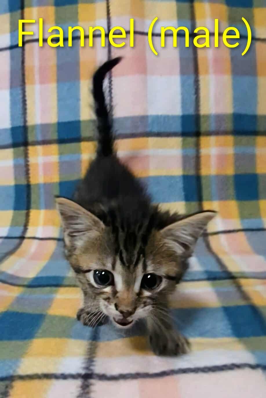 Flannel, Adoptable, Kitten Male Domestic Short Hair.