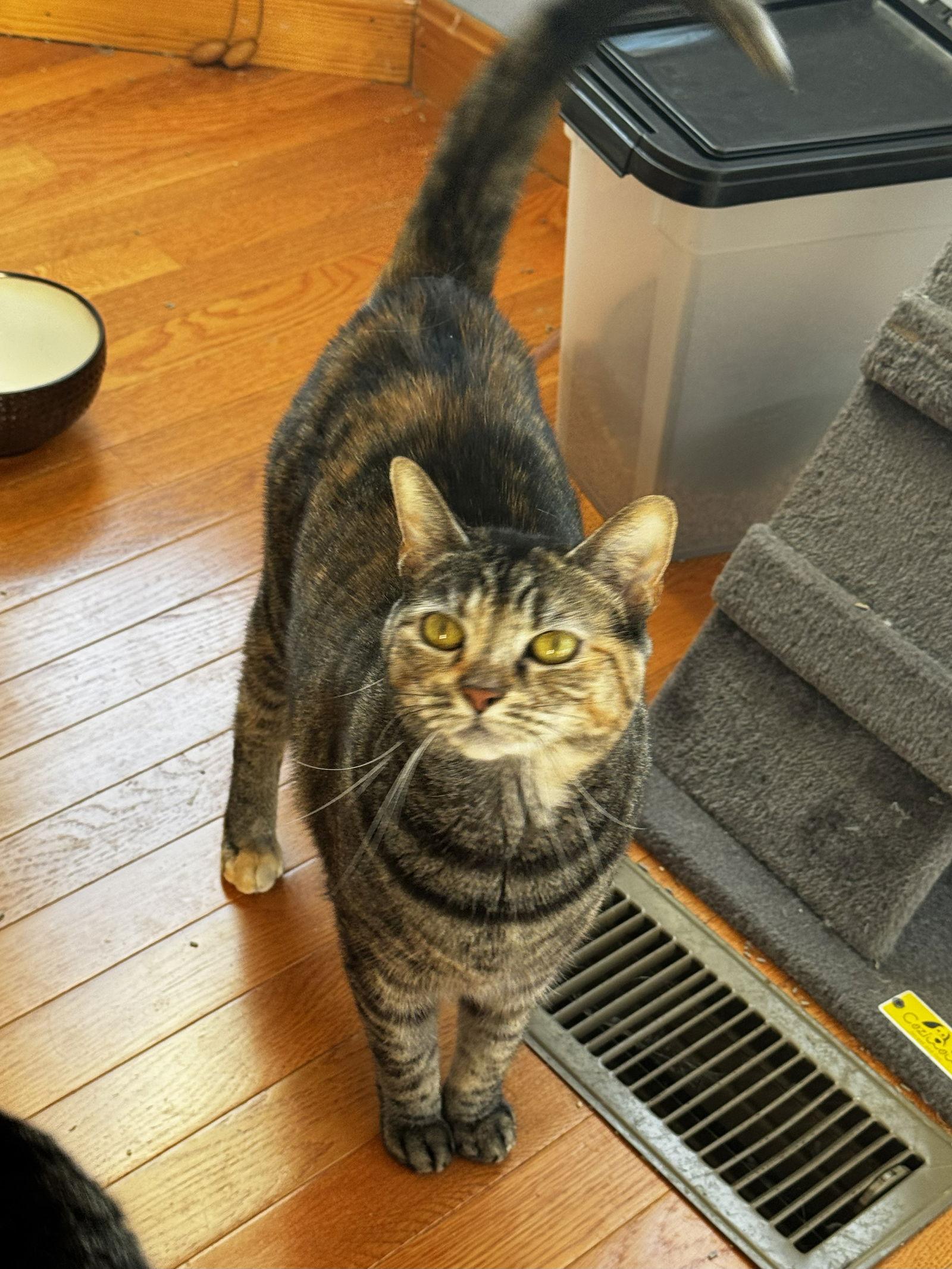 Nuggette, a Adopted Tabby in East Derry, NH image 1/3