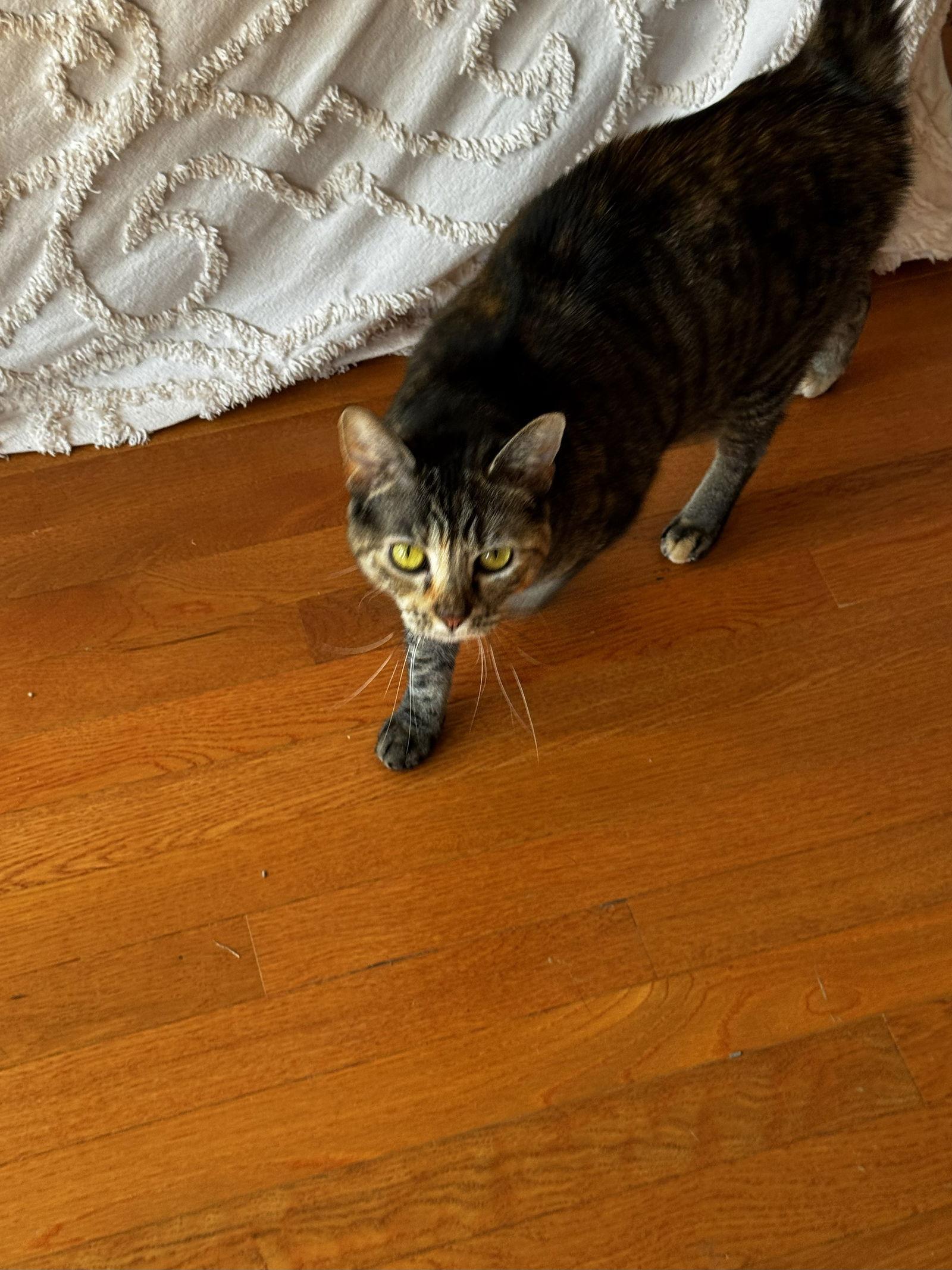 Nuggette, a Adopted Tabby in East Derry, NH image 2/3