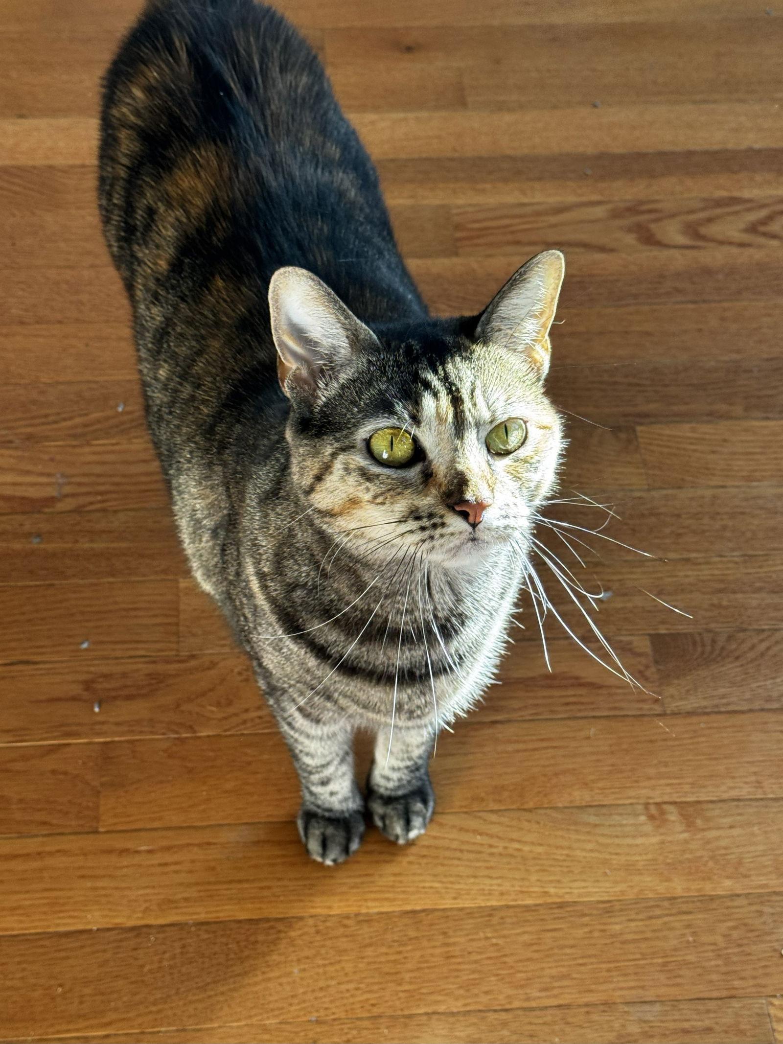 Nuggette, a Adopted Tabby in East Derry, NH image 3/3