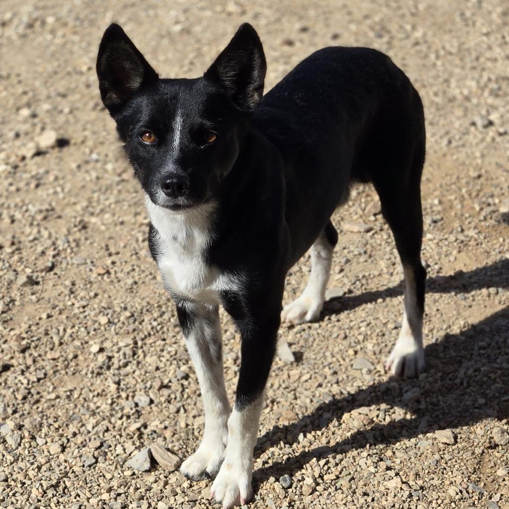 Pepino, Adoptable, Adult Male McNab & Mixed Breed.