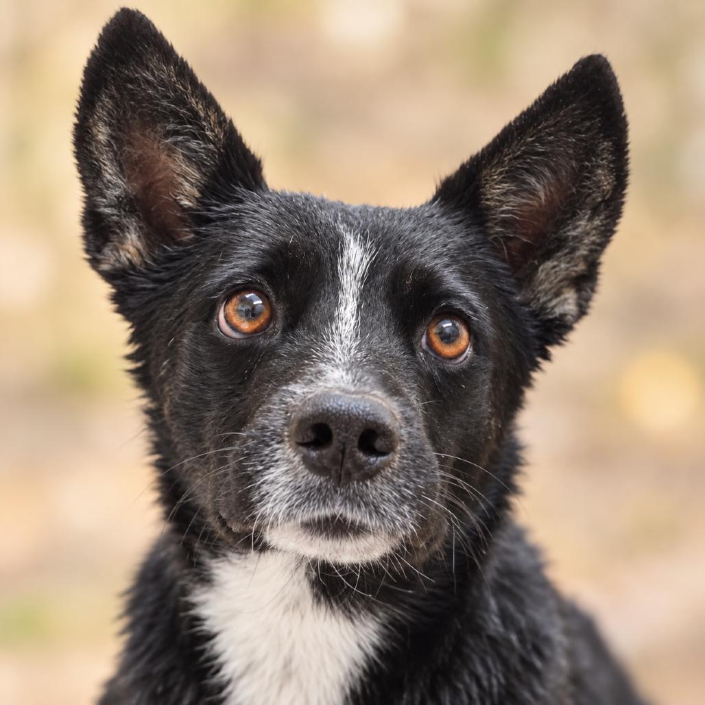 Enlarge Pepino, a Adoptable mixed breed in Wickenburg, AZ image 2/3