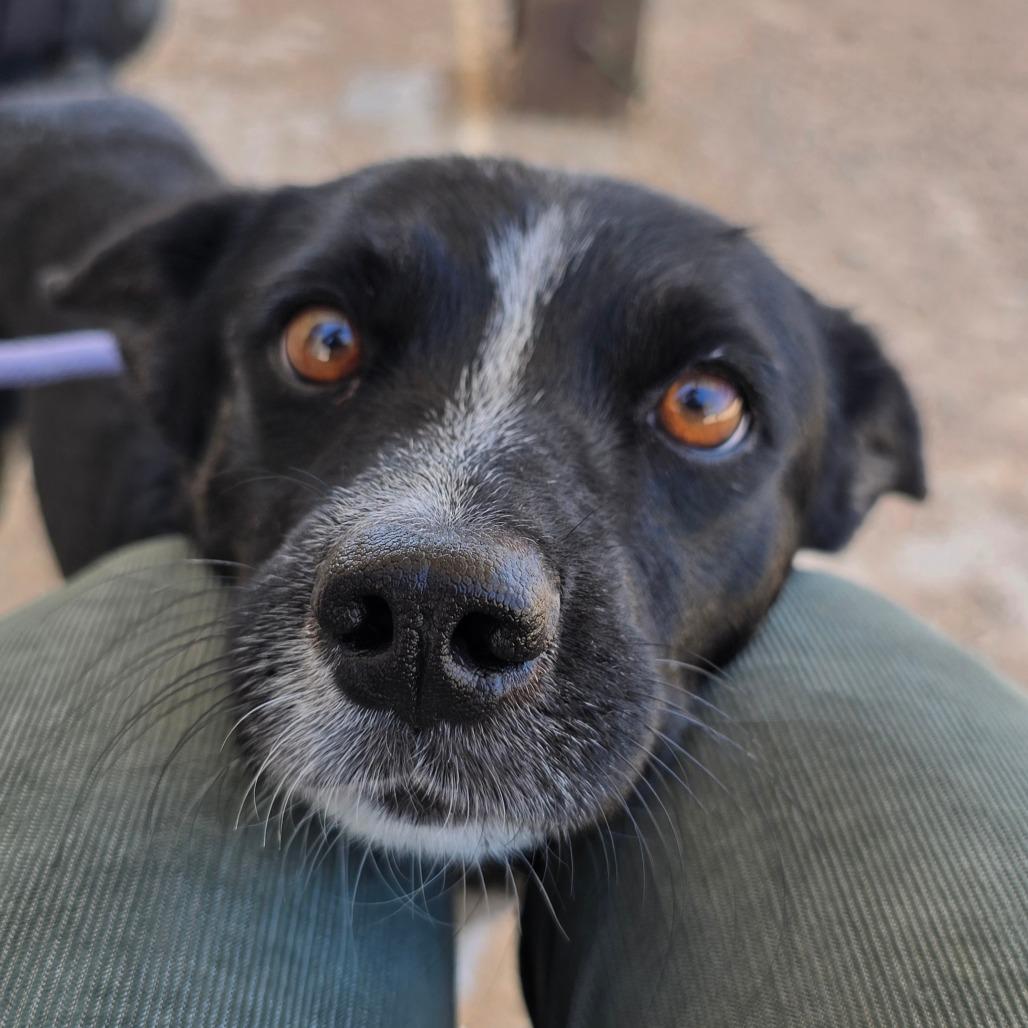 Enlarge Pepino, a Adoptable mixed breed in Wickenburg, AZ image 3/3
