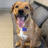 Enlarge Dougee, a ADOPTABLE Mixed Breed in Lansing, MI image 1/4
