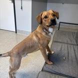 Enlarge Dougee, a ADOPTABLE Mixed Breed in Lansing, MI image 4/4