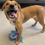 Enlarge Dougee, a ADOPTABLE Mixed Breed in Lansing, MI image 2/4