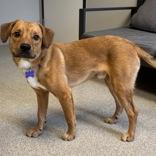 Enlarge Dougee, a ADOPTABLE Mixed Breed in Lansing, MI image 3/4