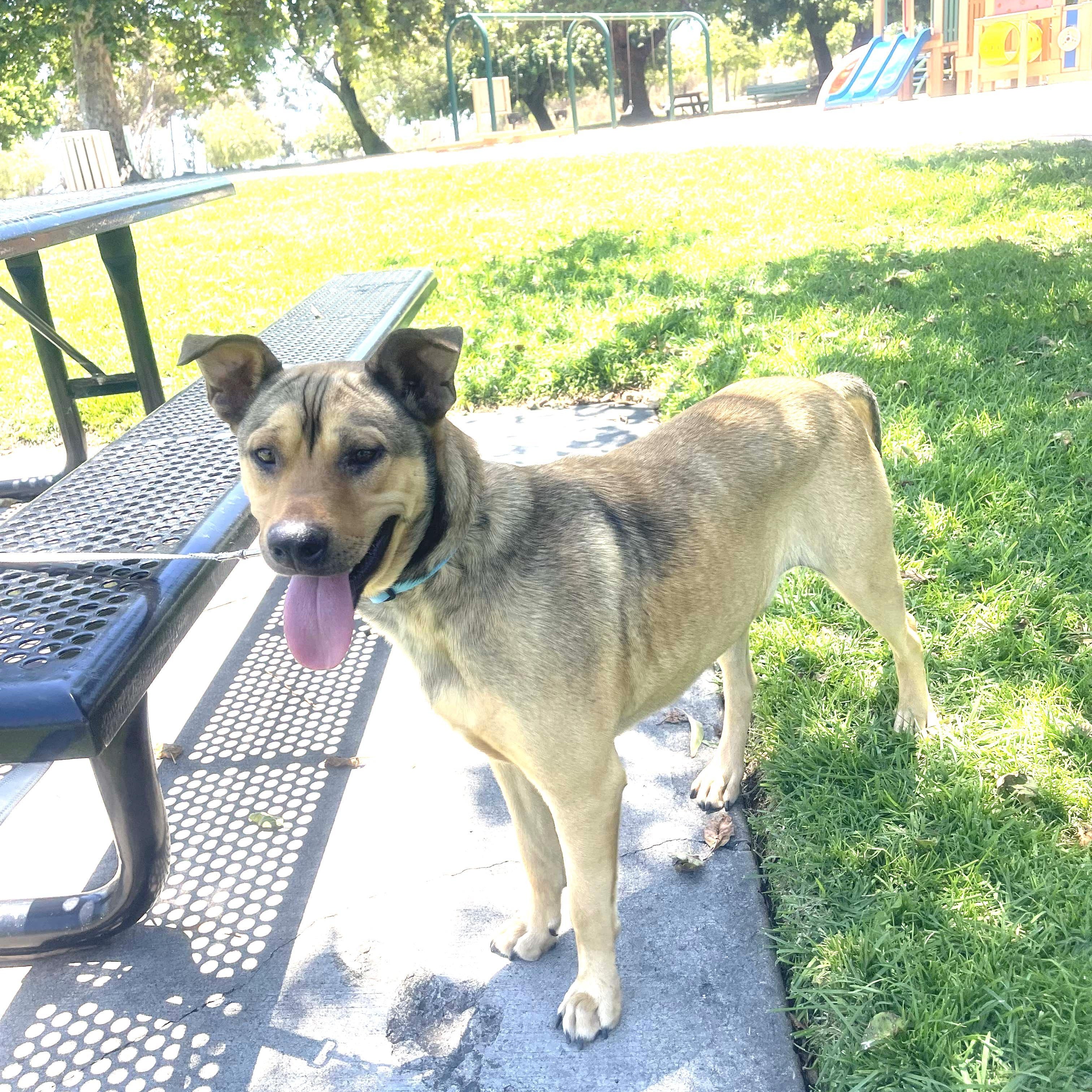 Enlarge COFFIE 51 pounds 2+ years, a ADOPTABLE mixed breed in Aliso Viejo, CA image 5/6