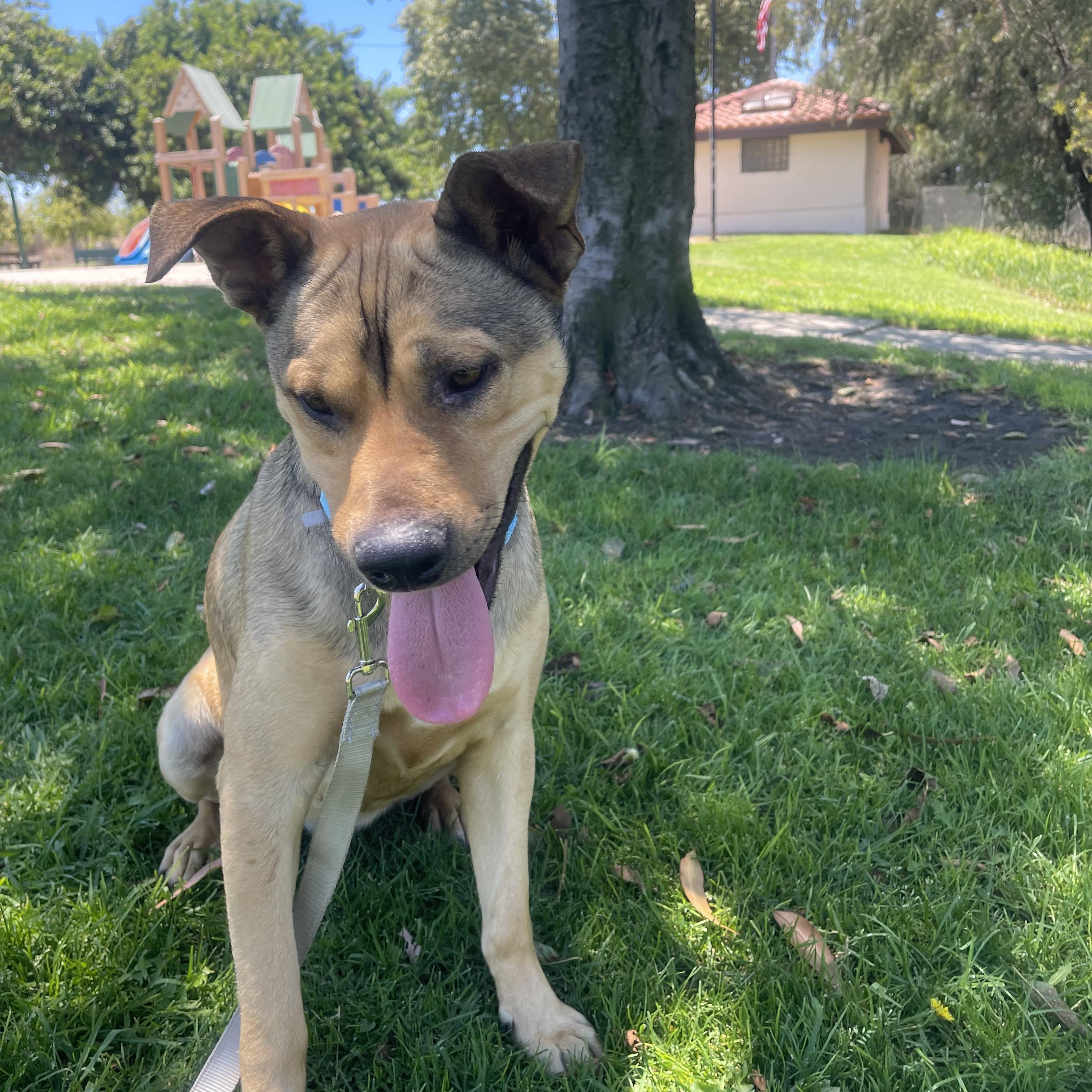 Enlarge COFFIE 51 pounds 2+ years, a ADOPTABLE mixed breed in Aliso Viejo, CA image 2/6
