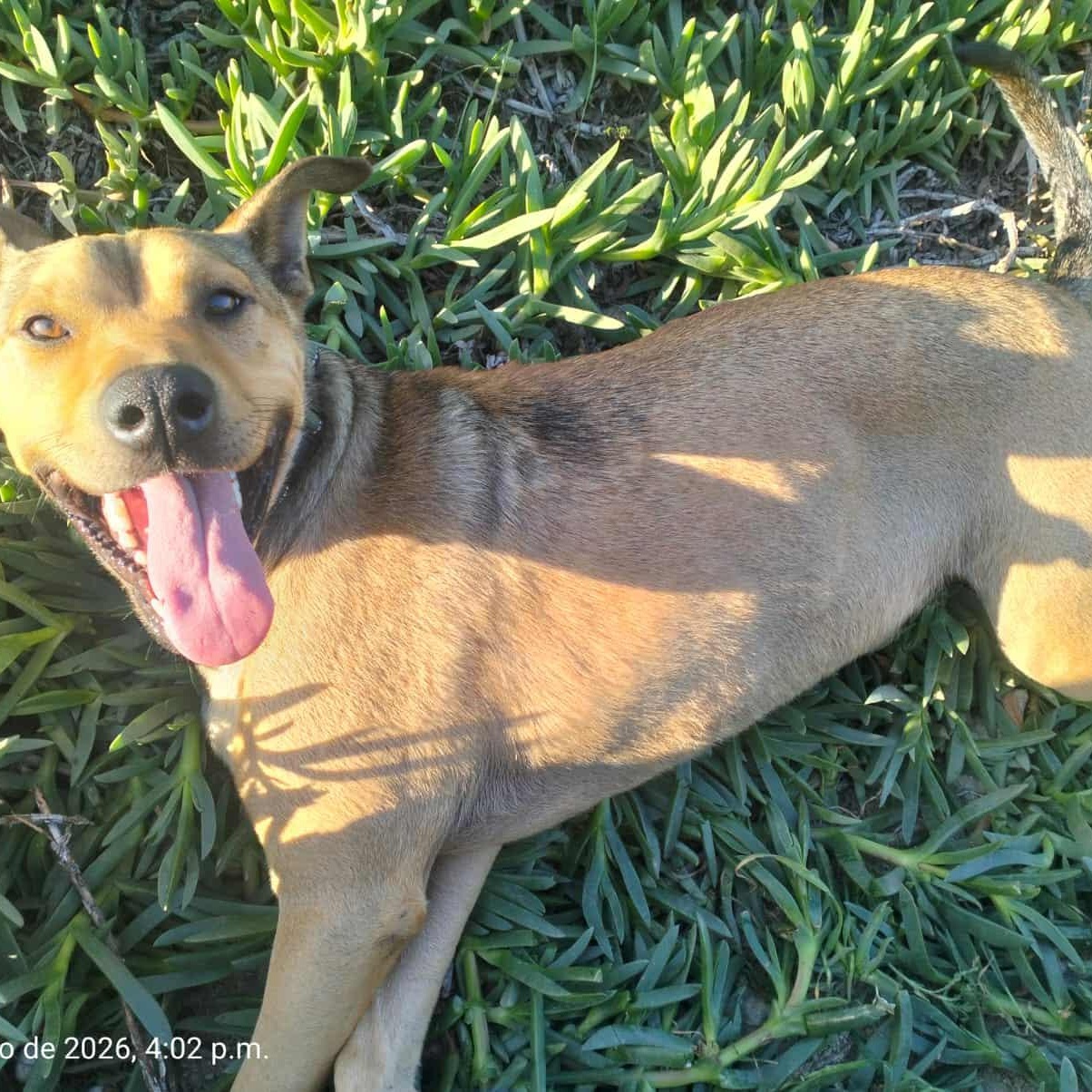 Enlarge COFFIE 51 pounds 2+ years, a ADOPTABLE mixed breed in Aliso Viejo, CA image 6/6