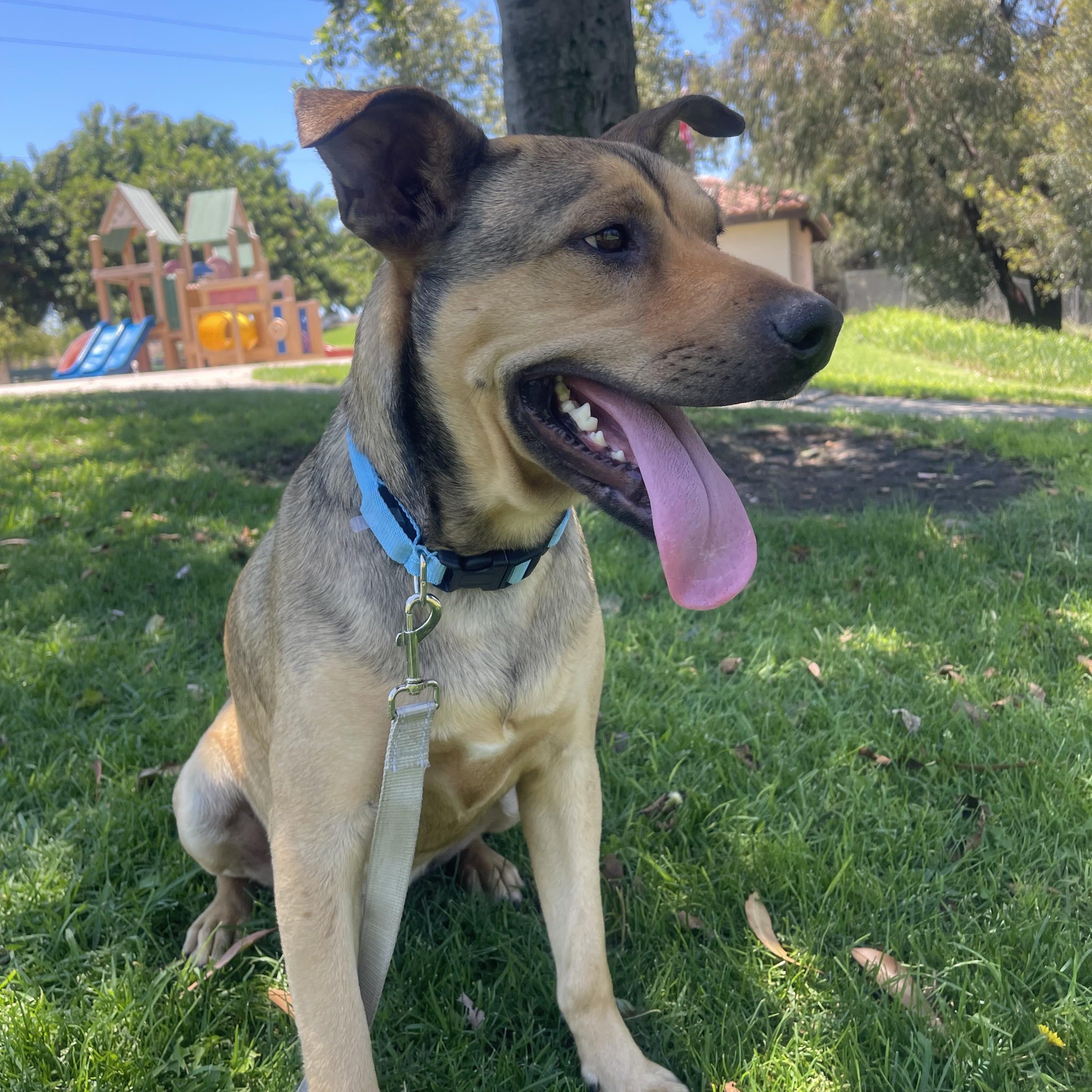 Enlarge COFFIE 51 pounds 2+ years, a ADOPTABLE mixed breed in Aliso Viejo, CA image 4/6