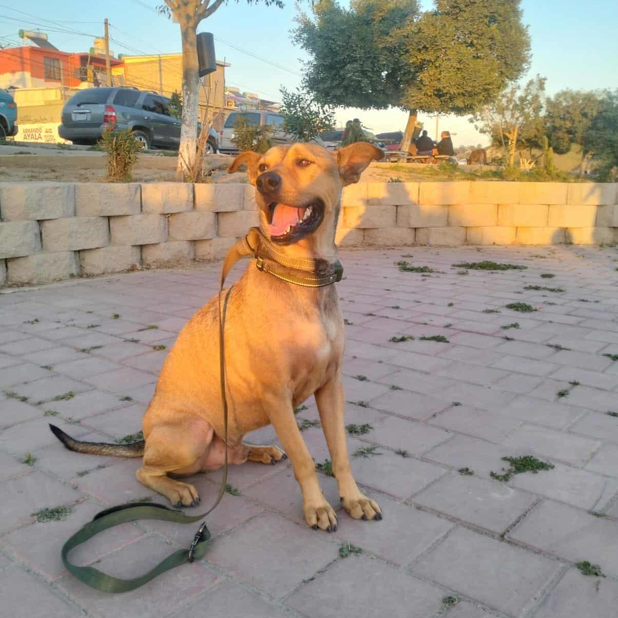 COFFIE 51 pounds 2+ years, ADOPTABLE, Adult Male Shepherd.