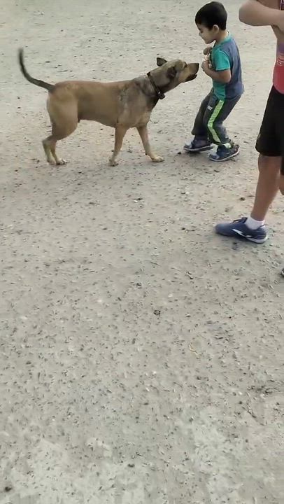 Enlarge COFFIE 51 pounds 2+ years, a ADOPTABLE mixed breed in Aliso Viejo, CA video 3/6