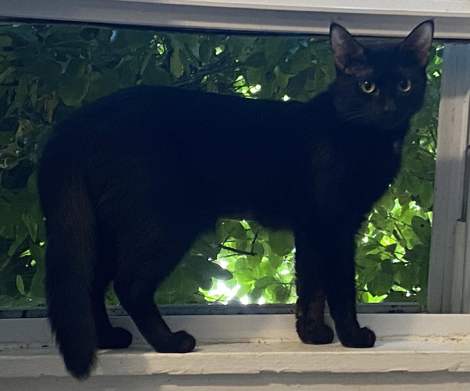 Ember - MEET ME @ PETCO 7/11/26!, Adoptable, Adult Female Bombay & Domestic Short Hair.