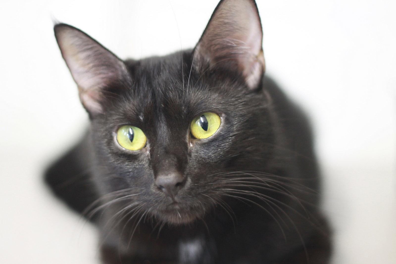 Enlarge Ember - MEET ME @ PETCO 7/11/26!, a Adoptable mixed breed in Cookeville, TN image 3/3