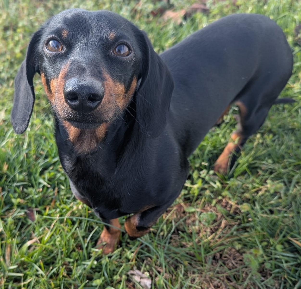 Enlarge Ollie in TN, a ADOPTABLE Dachshund in Shelbyville, TN image 4/5