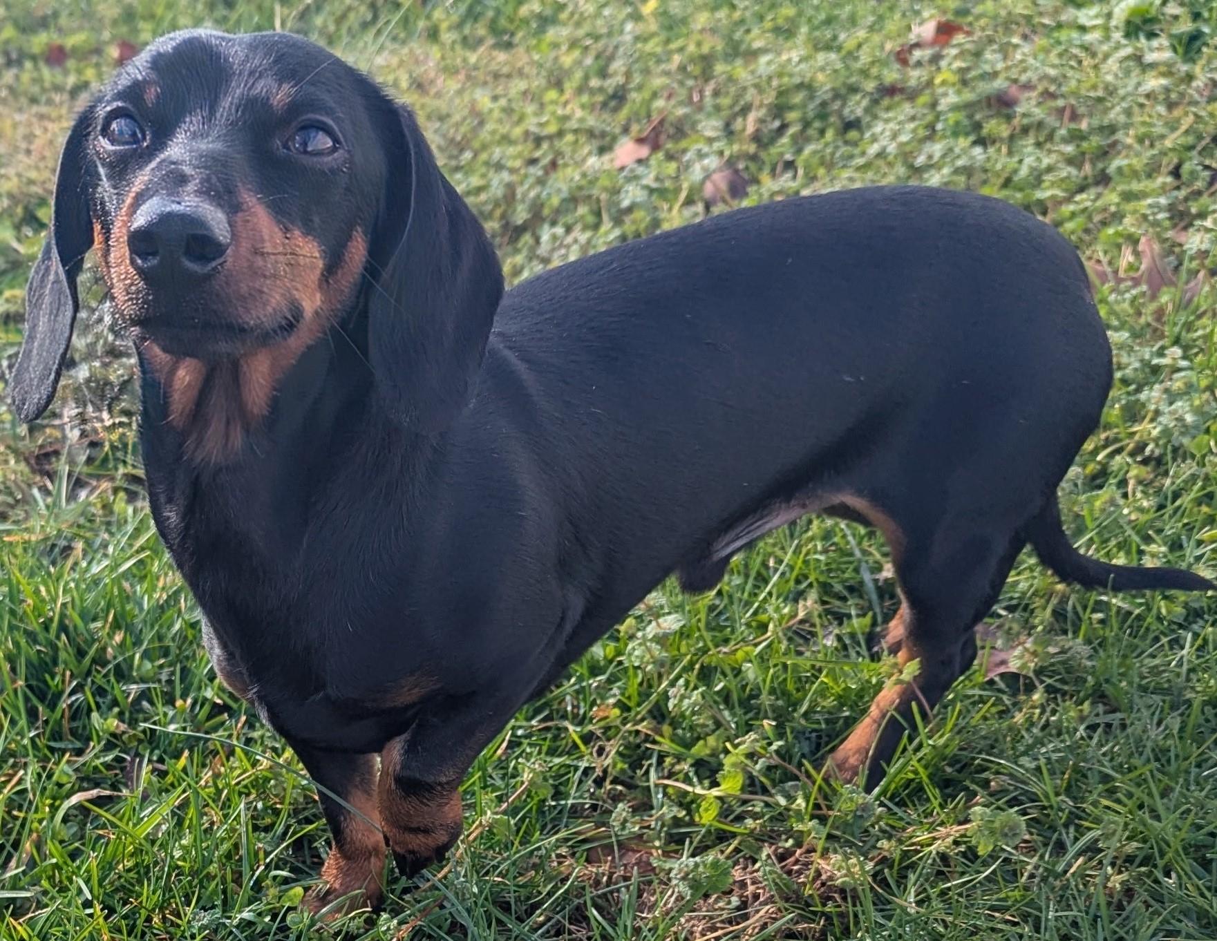 Enlarge Ollie in TN, a ADOPTABLE Dachshund in Shelbyville, TN image 3/5