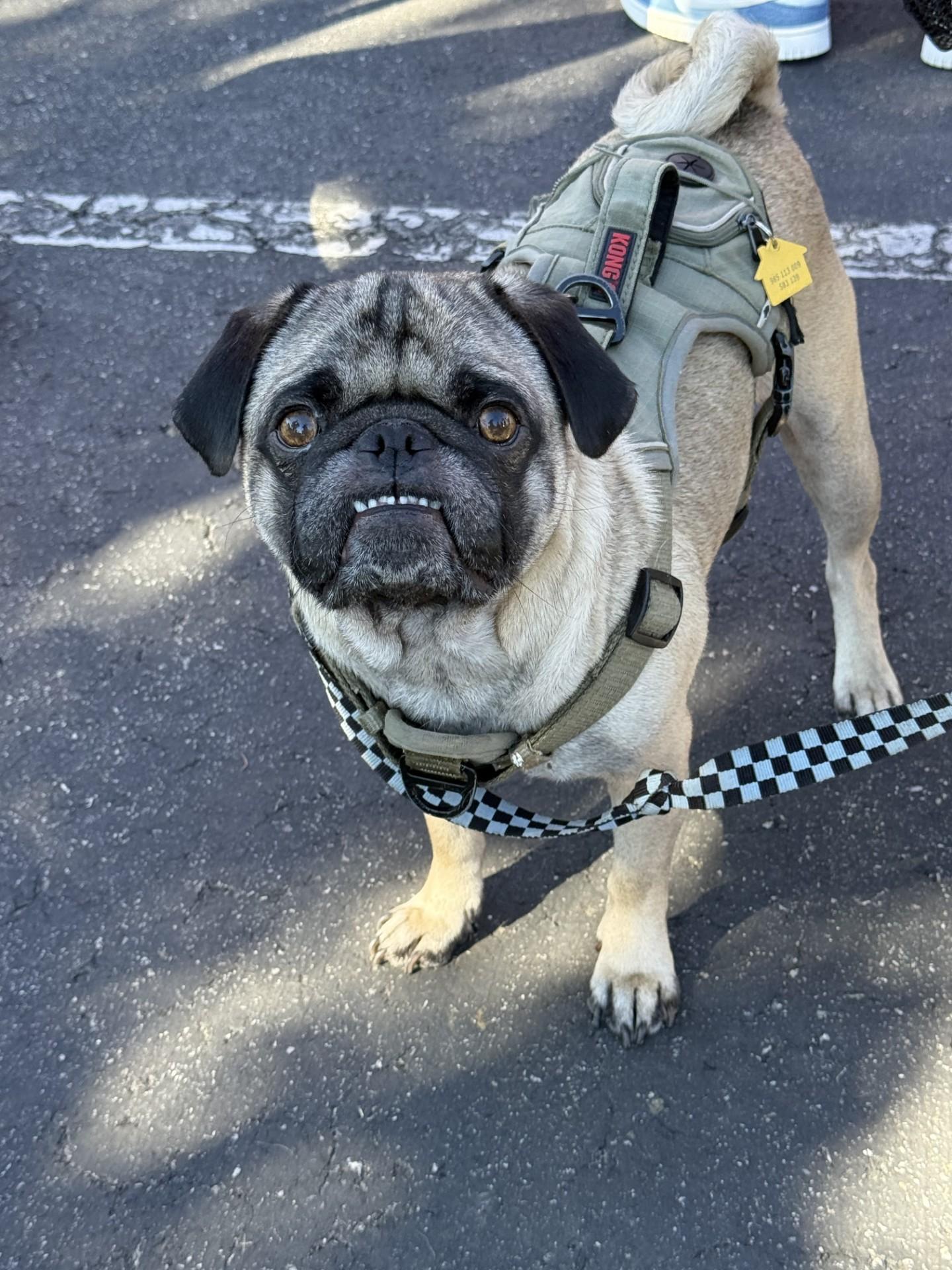 Spencer, a Adoptable Pug in Los Alamitos, CA image 1/6