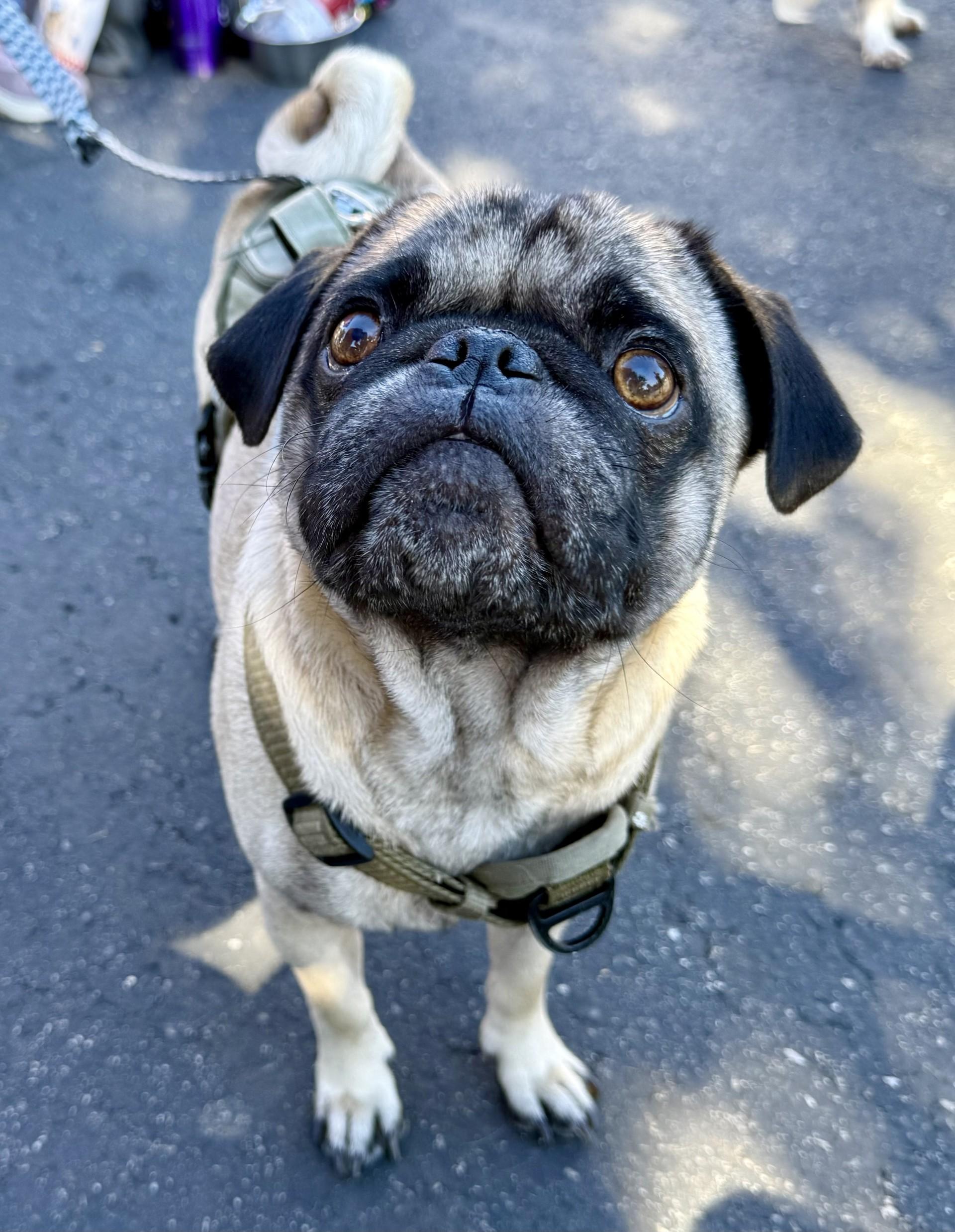 Spencer, a Adoptable Pug in Los Alamitos, CA image 3/6