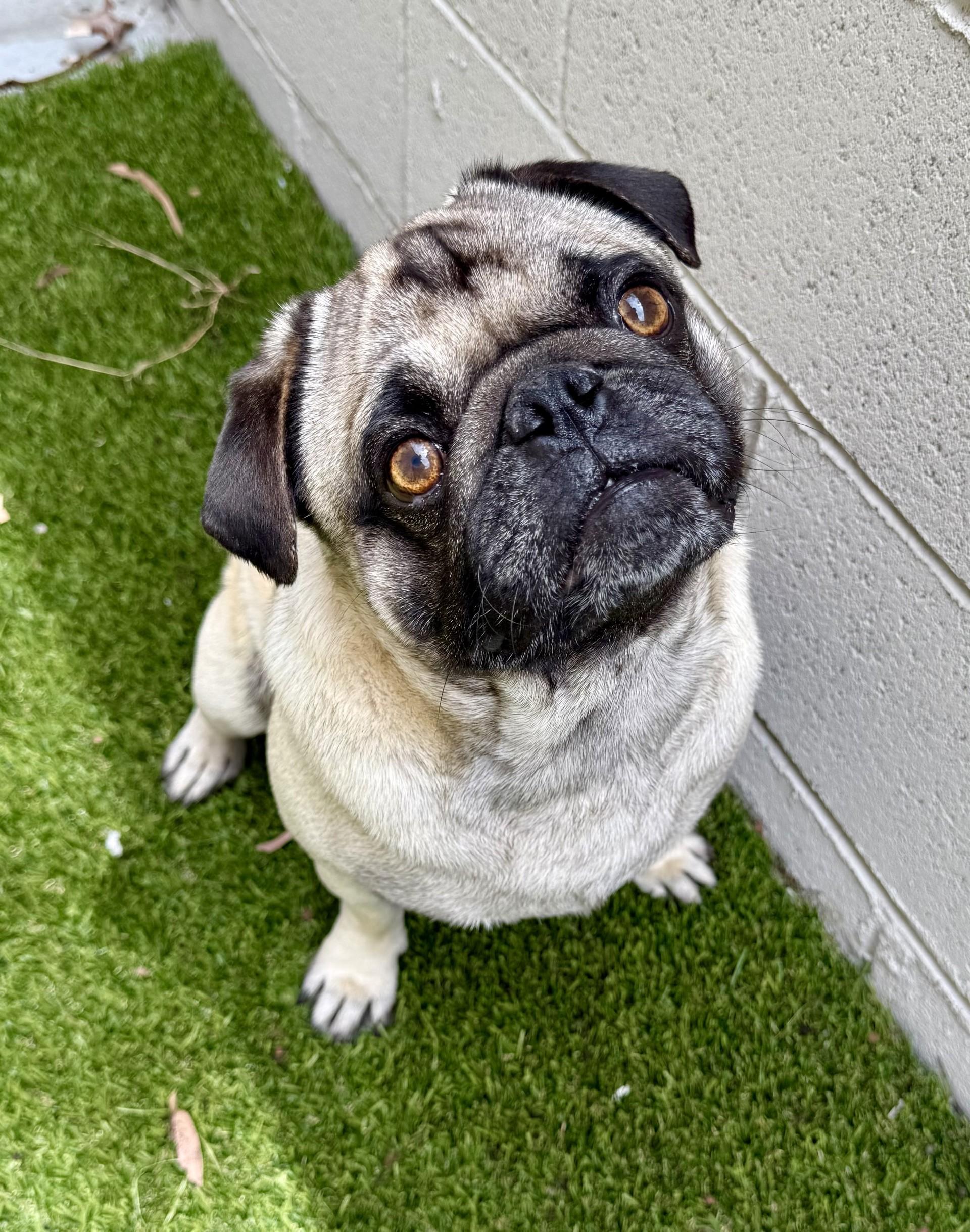 Spencer, a Adoptable Pug in Los Alamitos, CA image 5/6