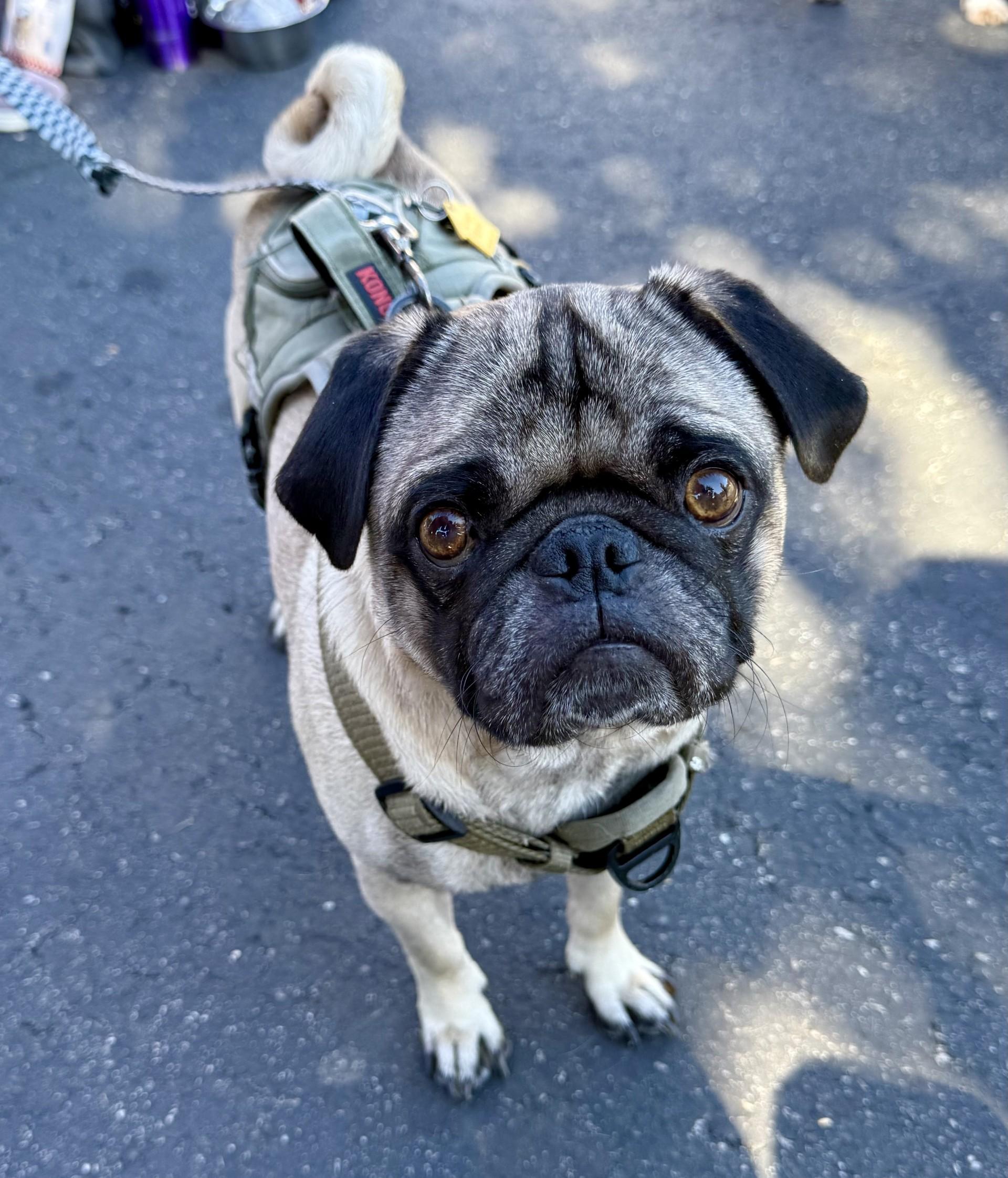Spencer, a Adoptable Pug in Los Alamitos, CA image 4/6