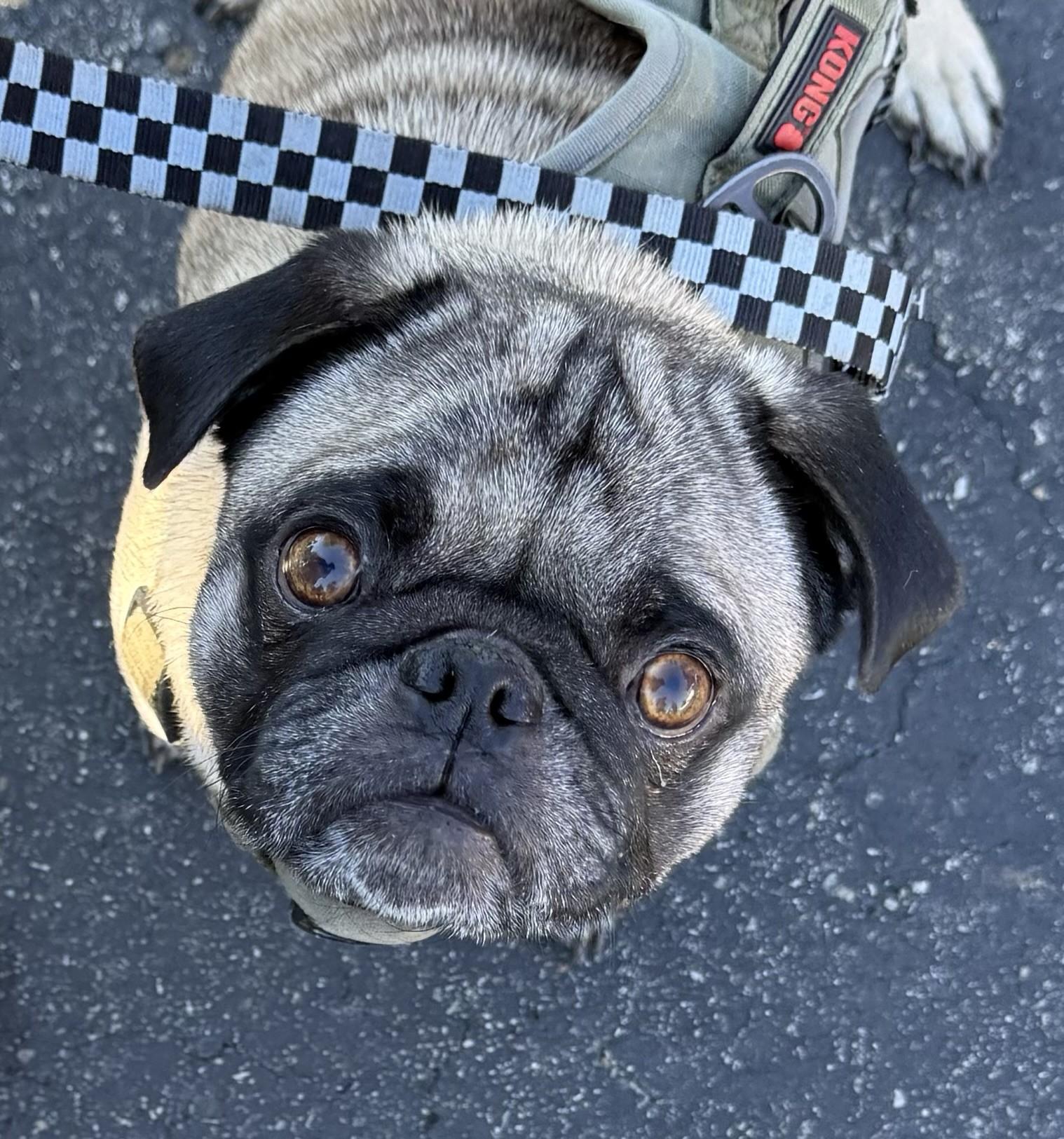 Spencer, a Adoptable Pug in Los Alamitos, CA image 6/6