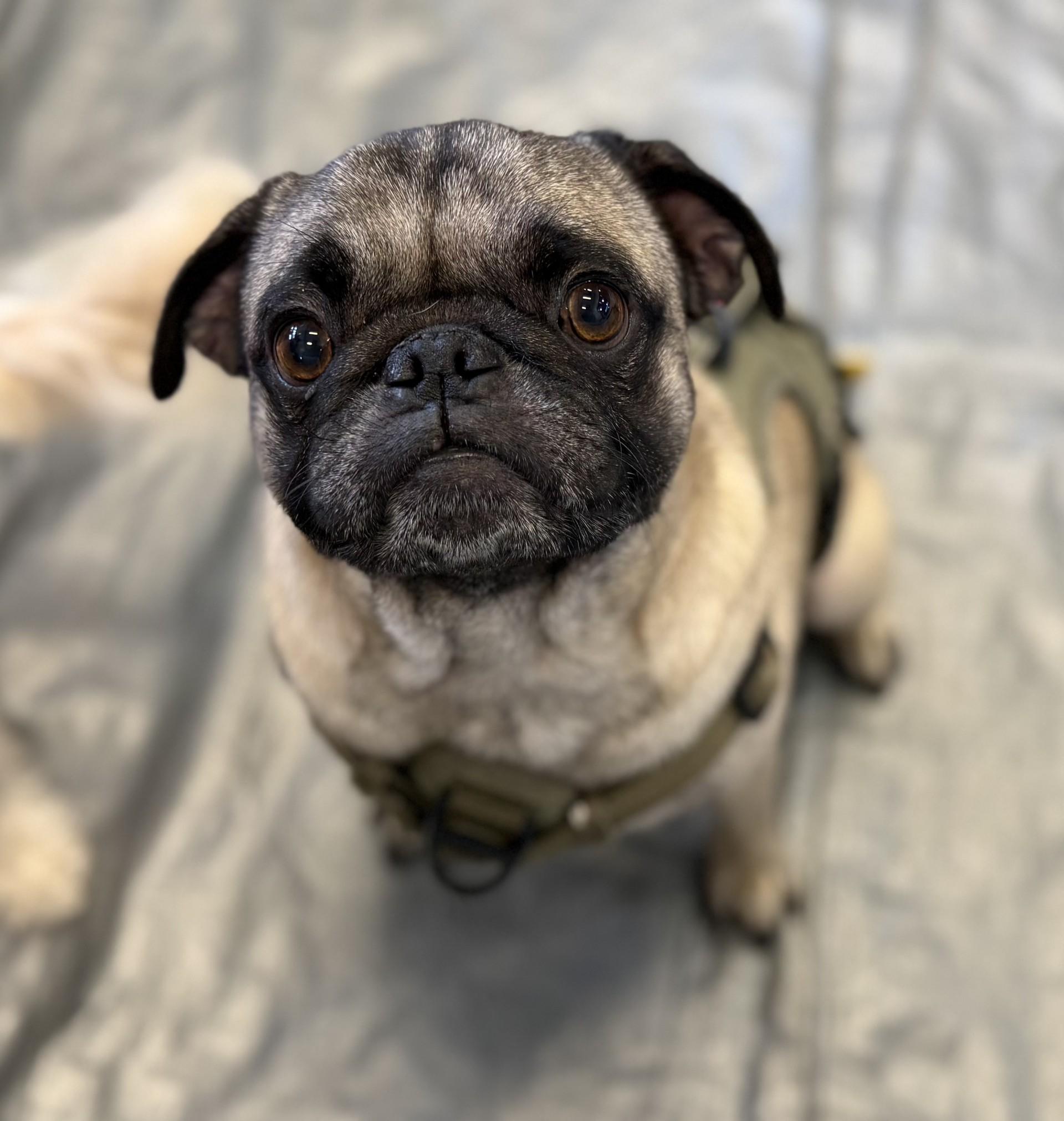 Spencer, a Adoptable Pug in Los Alamitos, CA image 2/6