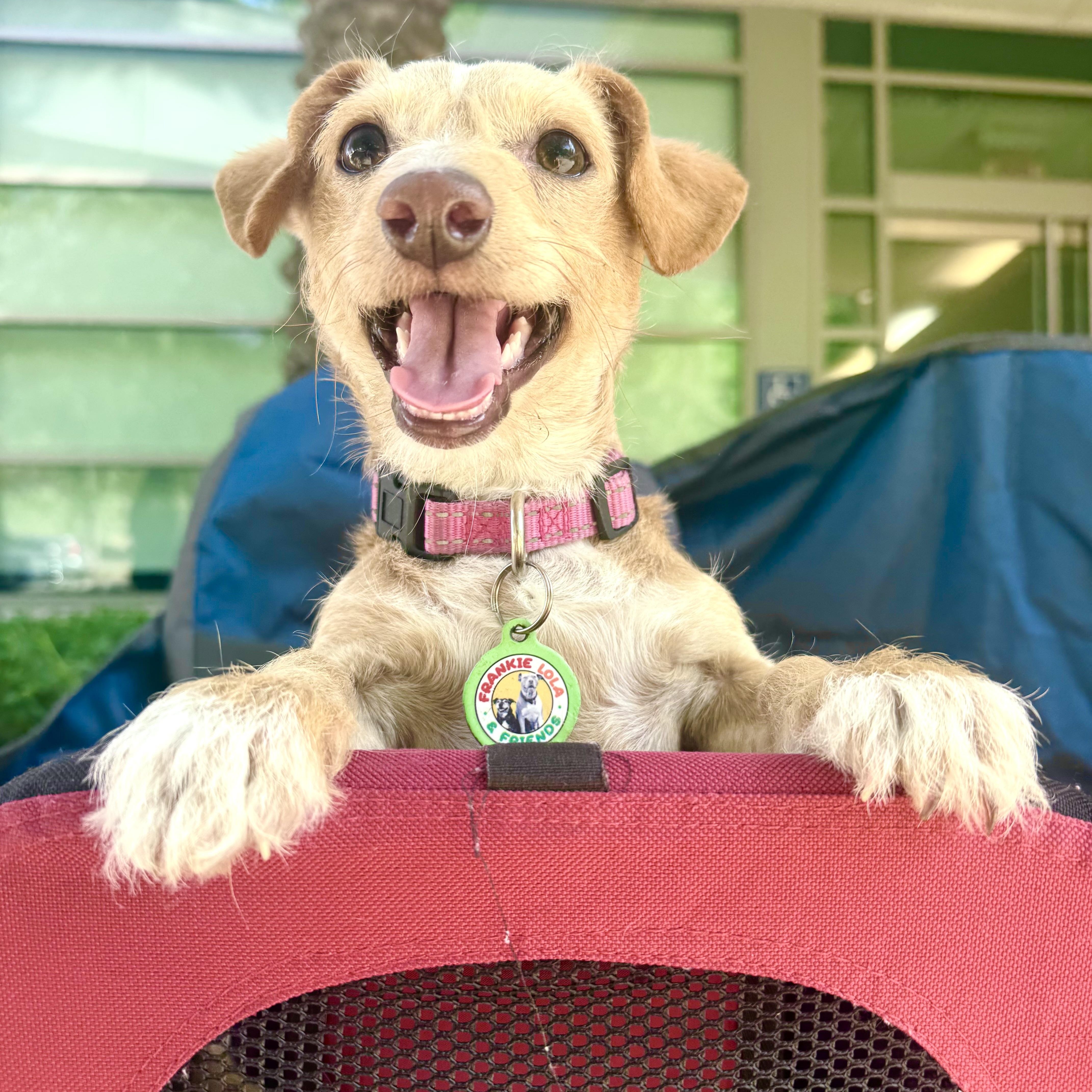 Enlarge Lala, a ADOPTABLE mixed breed in Sun Valley, CA image 1/5