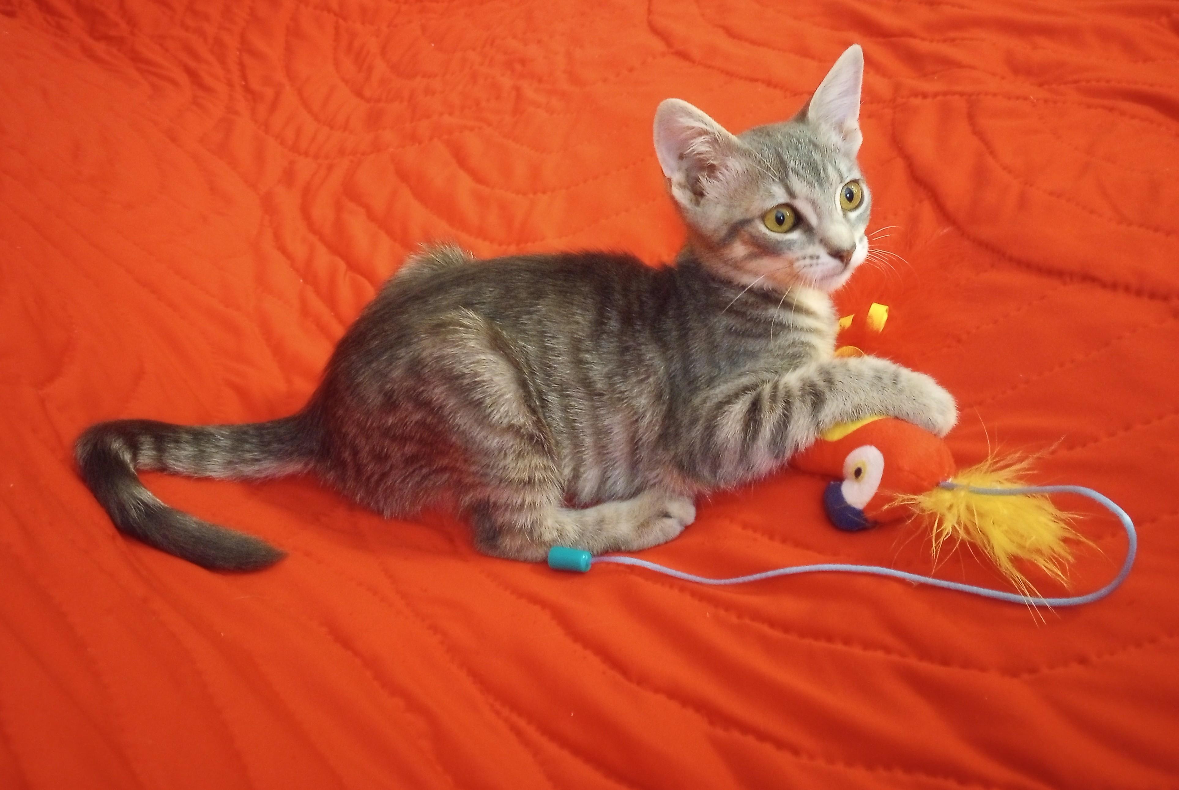 Enlarge Fairy, a ADOPTABLE Domestic Short Hair in Smithfield, NC image 4/6