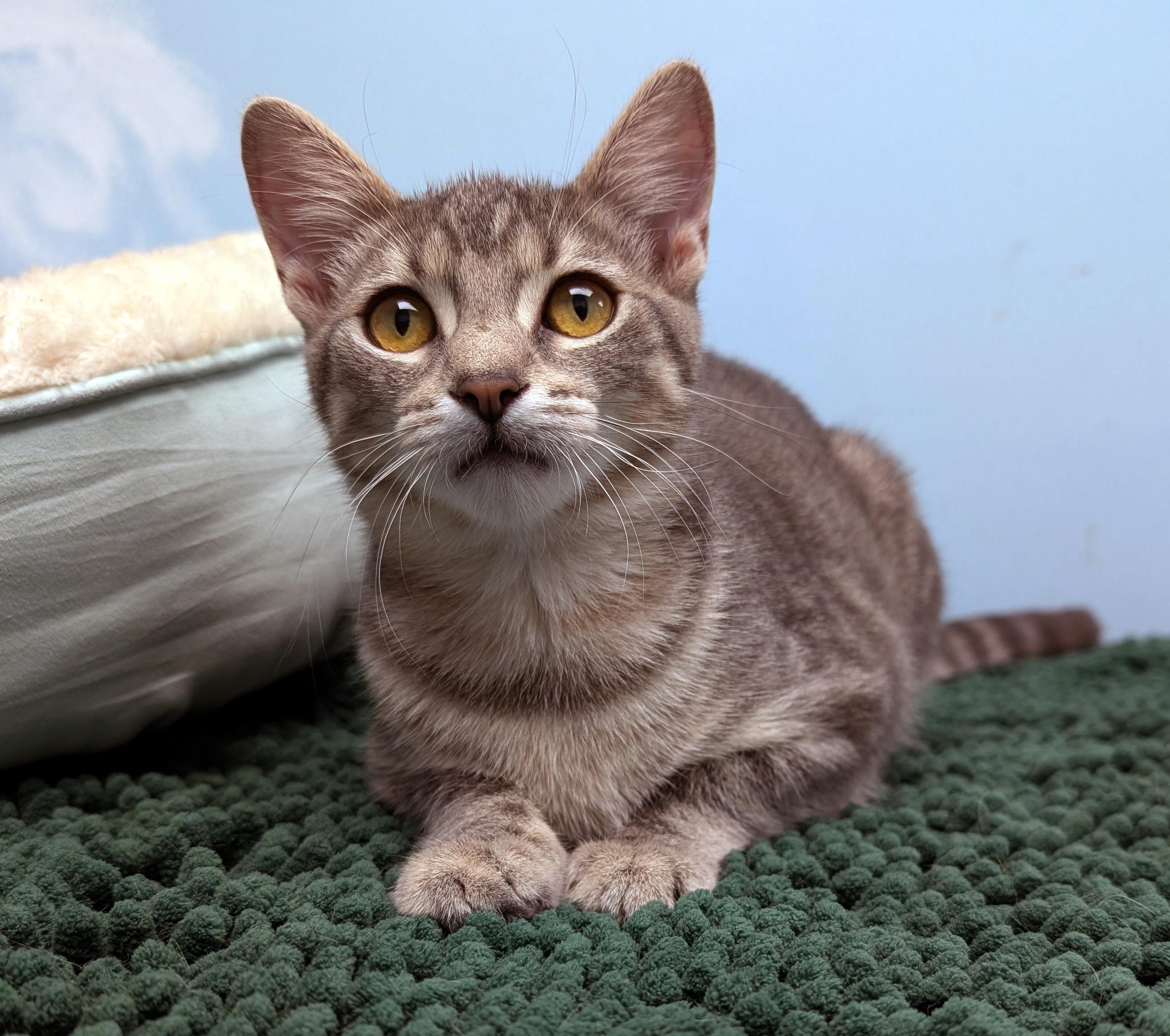 Fairy, ADOPTABLE, Kitten Female Domestic Short Hair.