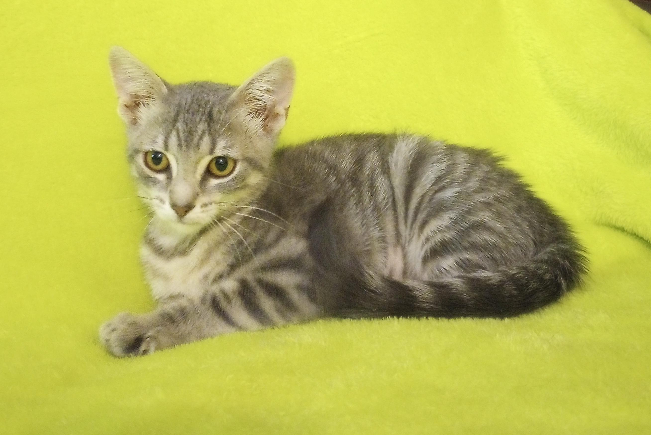 Enlarge Fairy, a ADOPTABLE Domestic Short Hair in Smithfield, NC image 6/6