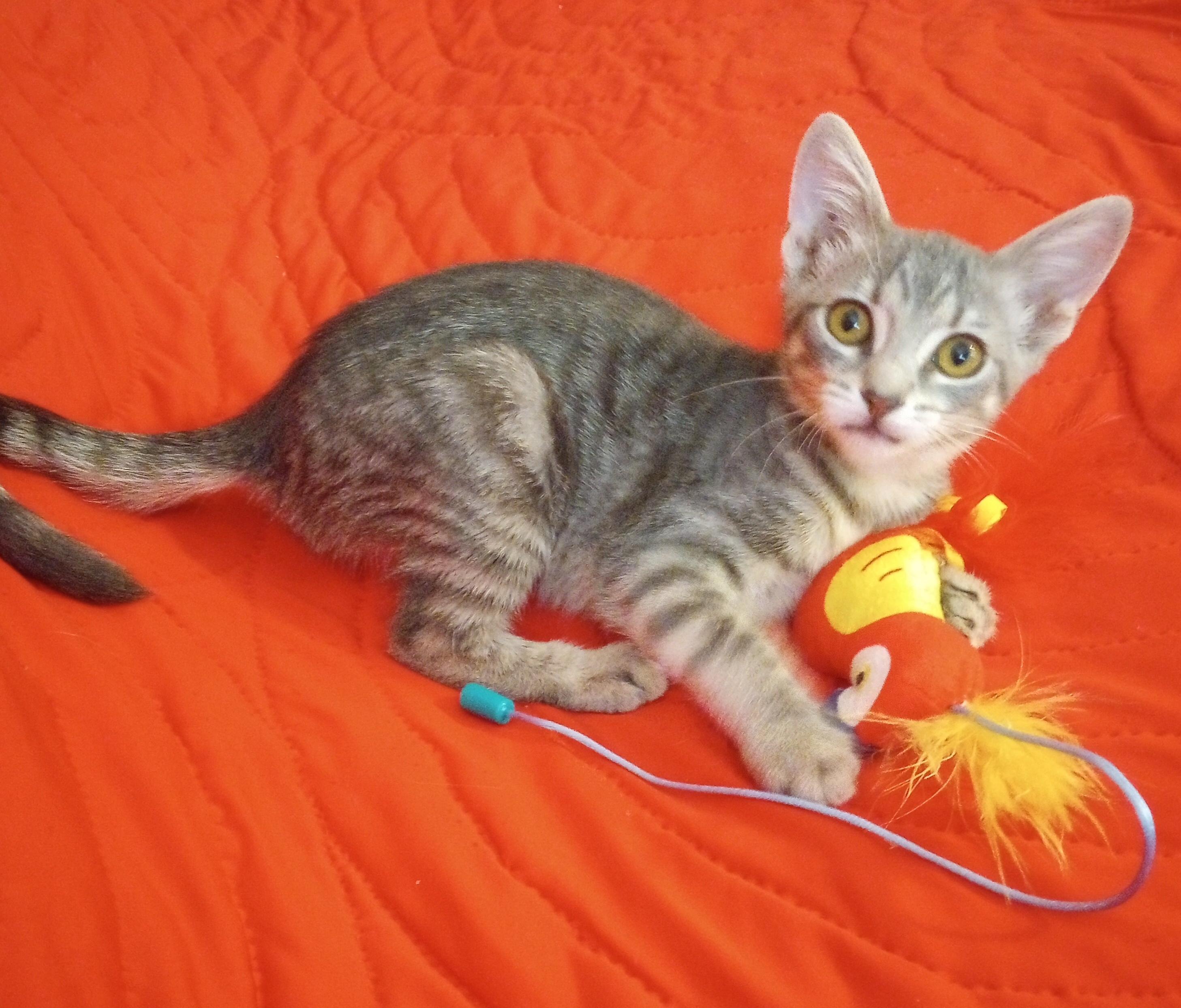 Enlarge Fairy, a ADOPTABLE Domestic Short Hair in Smithfield, NC image 5/6