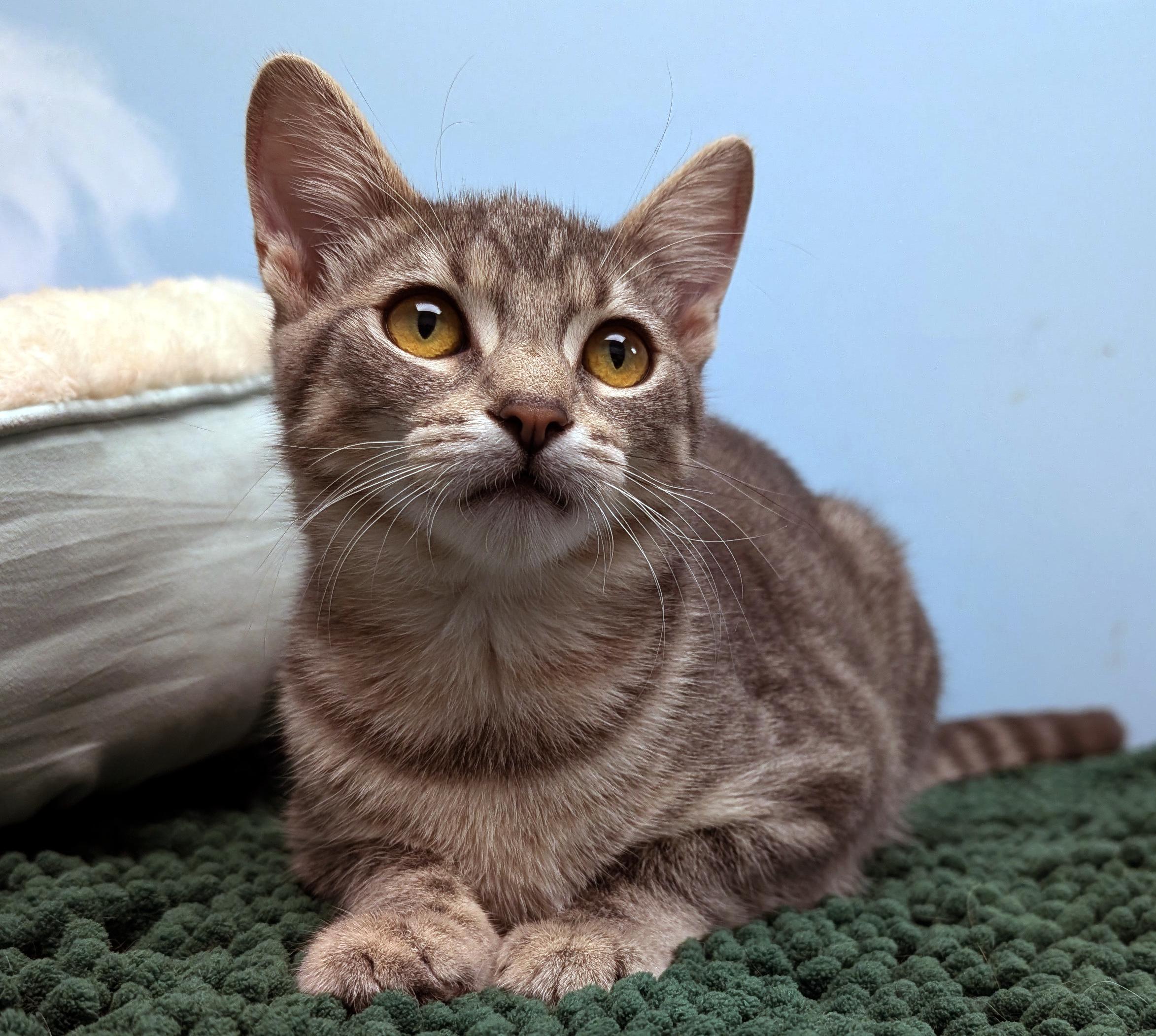 Enlarge Fairy, a ADOPTABLE Domestic Short Hair in Smithfield, NC image 3/6