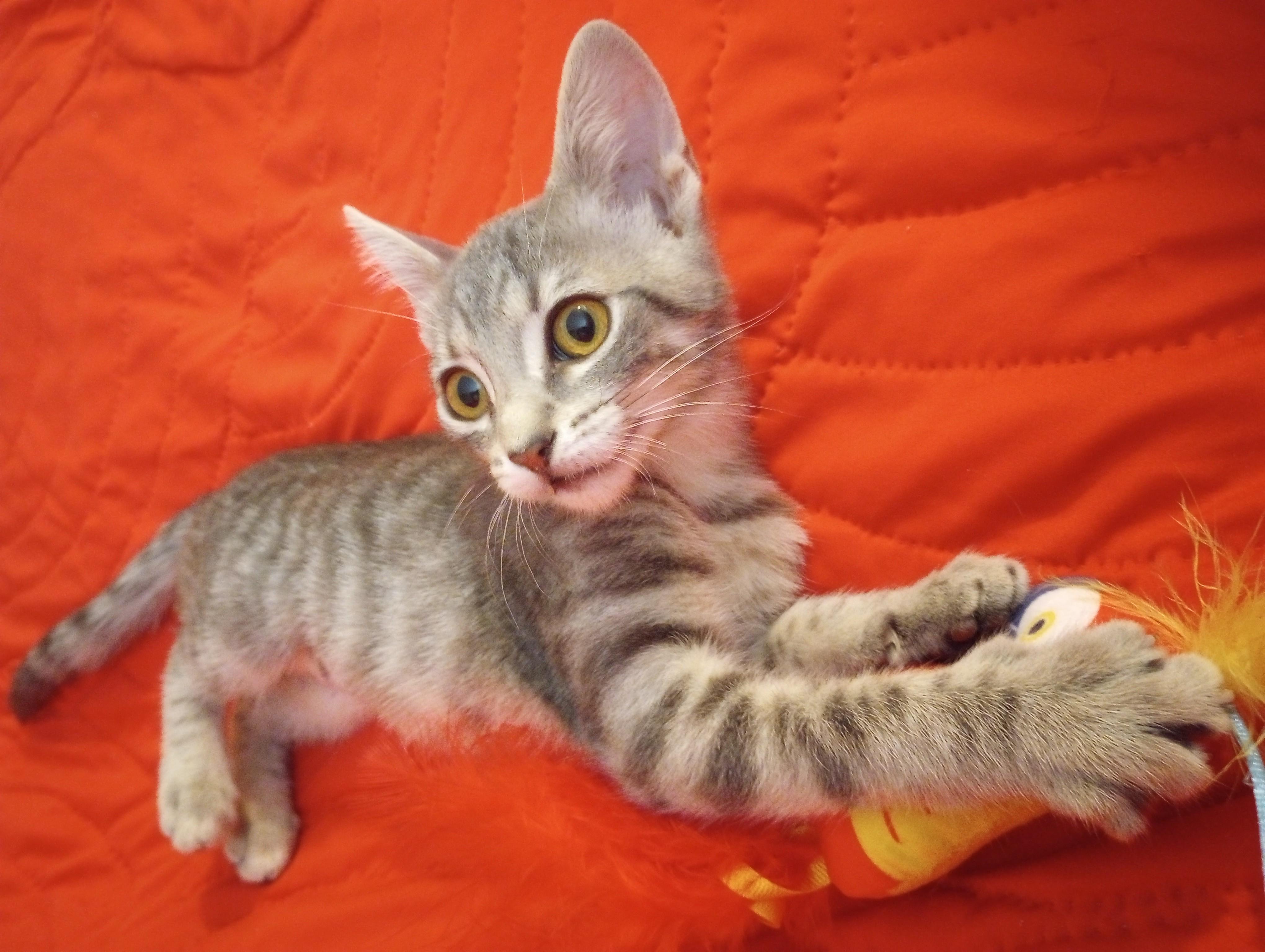 Enlarge Fairy, a ADOPTABLE Domestic Short Hair in Smithfield, NC image 2/6