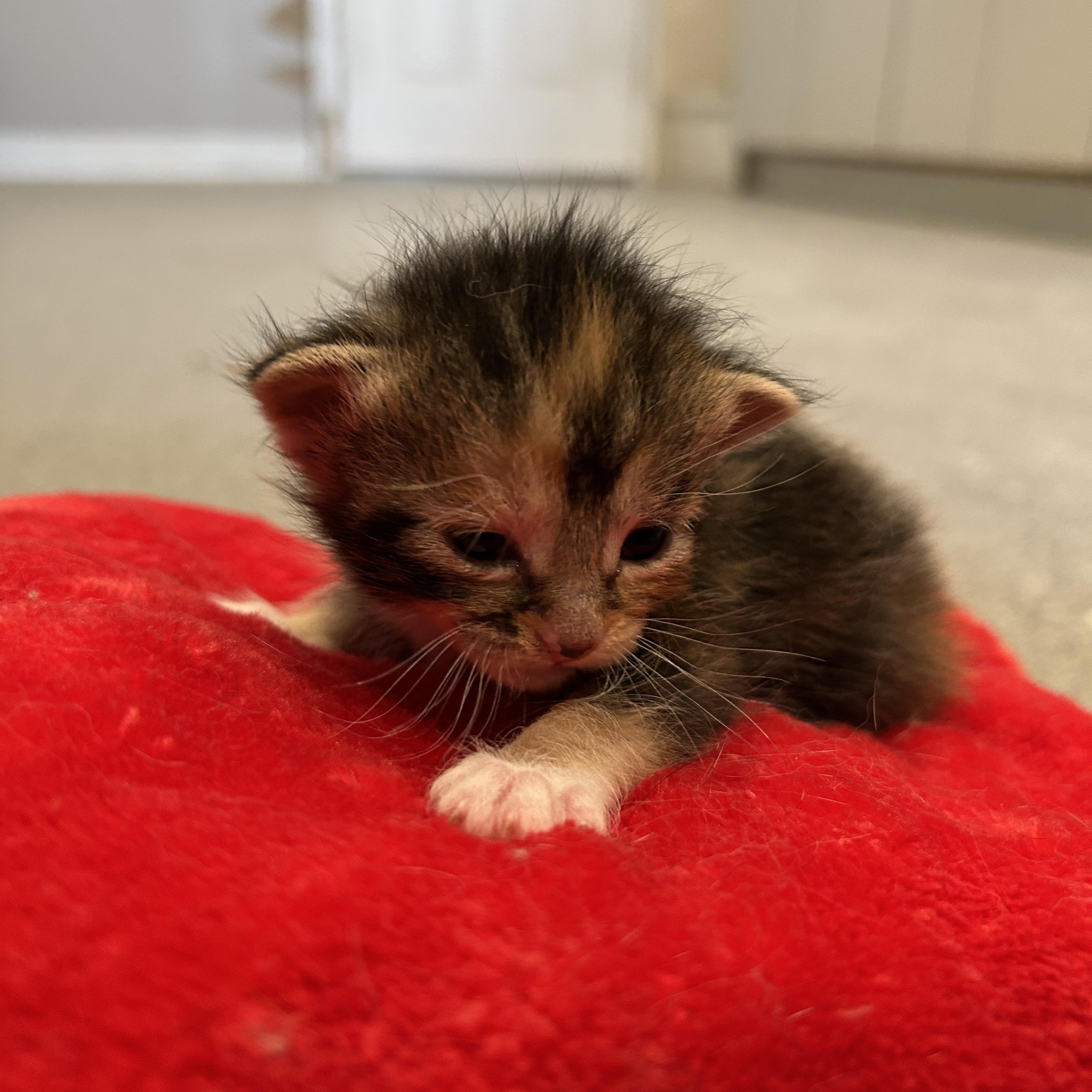 Meadow, ADOPTABLE, Kitten Female Domestic Short Hair.