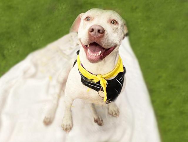 DELPHINE*, Adoptable, Adult Female American Staffordshire Terrier & Pointer.