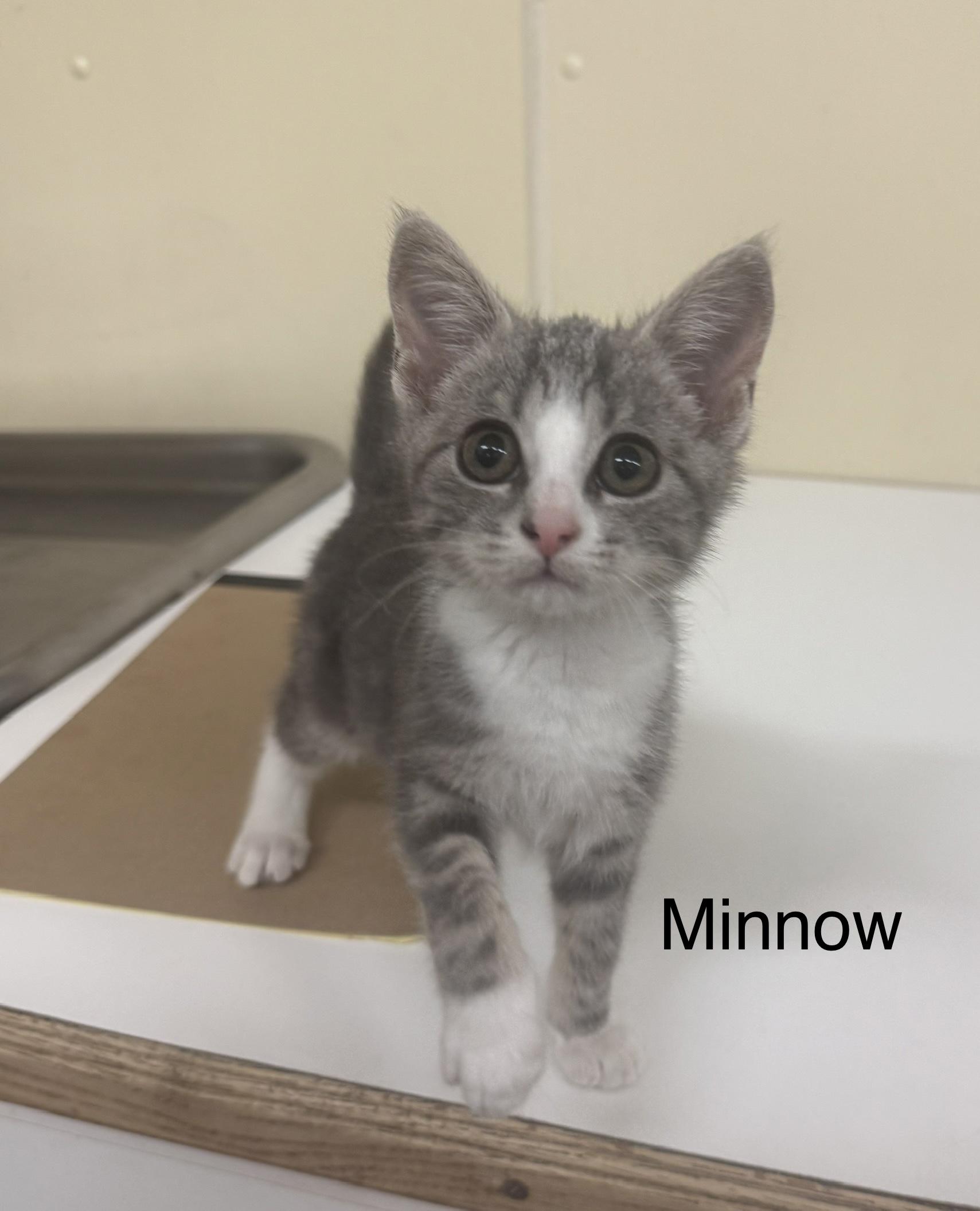 Minnow, adopted, Kitten Female Domestic Short Hair.