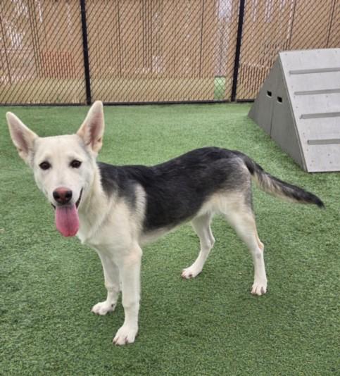 SO CAL, Adoptable, Young Female German Shepherd Dog.