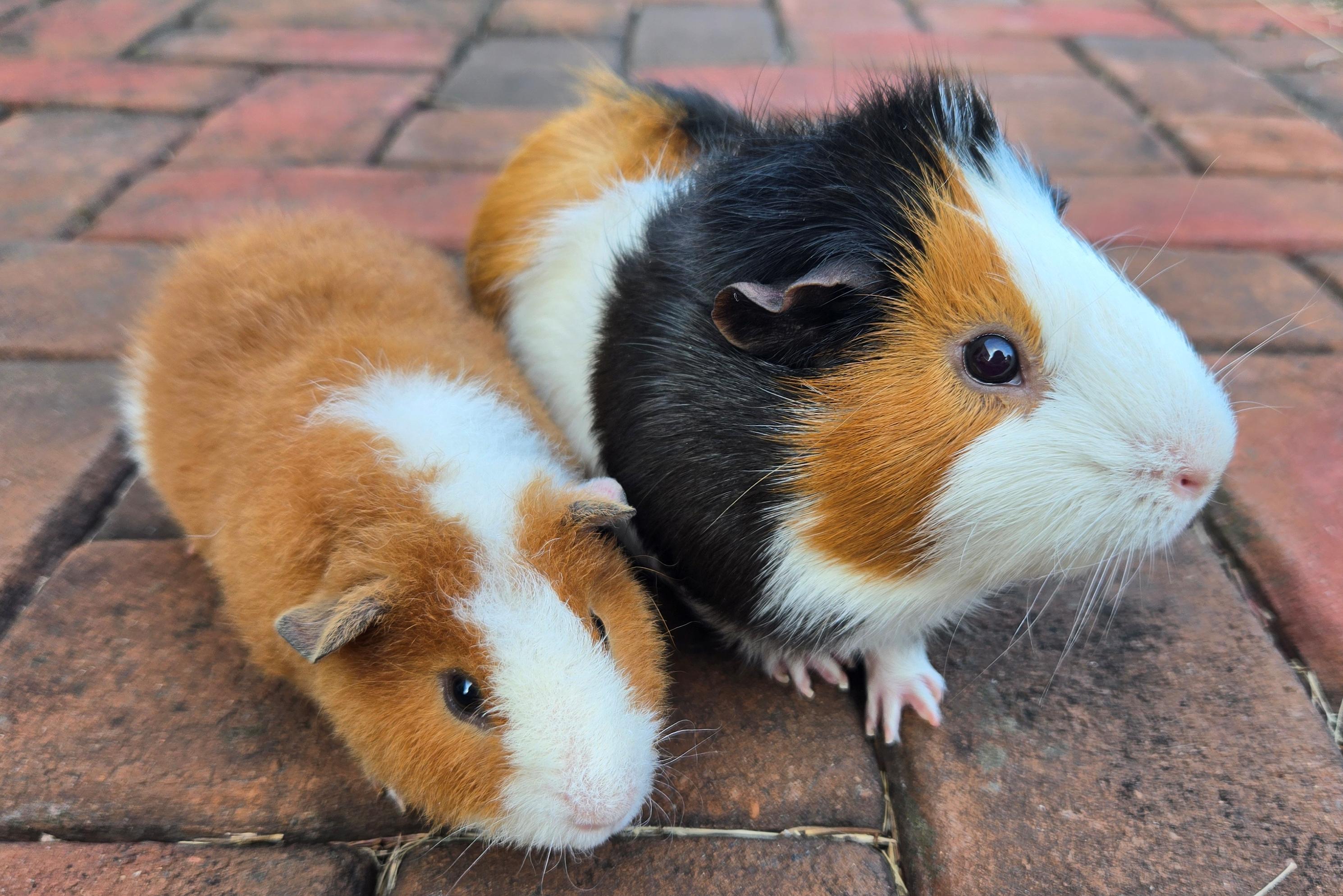 Teddy Theodore, Adoptable, Young Male Teddy.