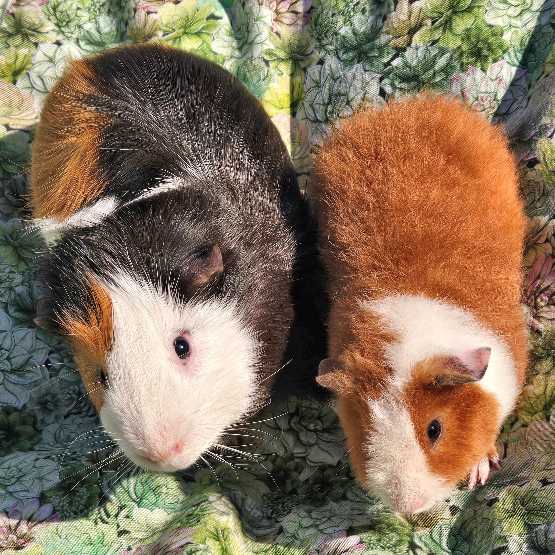 Teddy Theodore, a Adoptable Teddy in Allentown, PA image 2/6